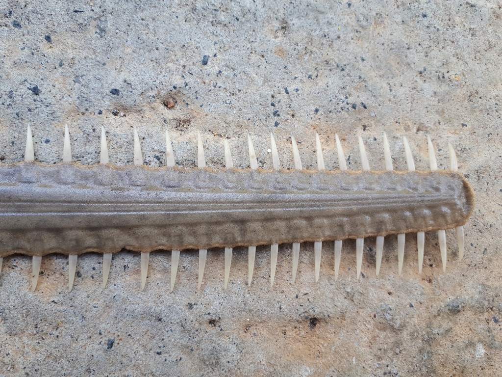 Scientists call on countries to act on ‘forgotten’ sawfish teeth trade