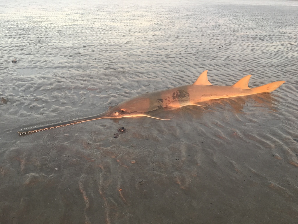 Scientists call on countries to act on ‘forgotten’ sawfish teeth trade