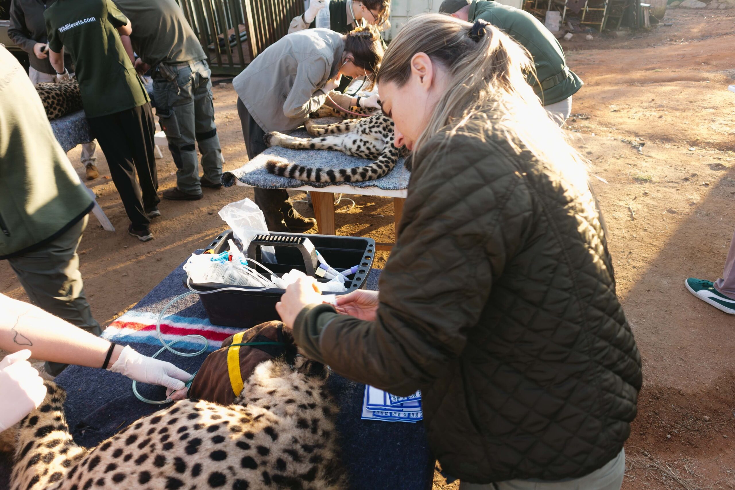 Cheetahs reintroduced to Zambia’s Greater Luangwa Ecosystem