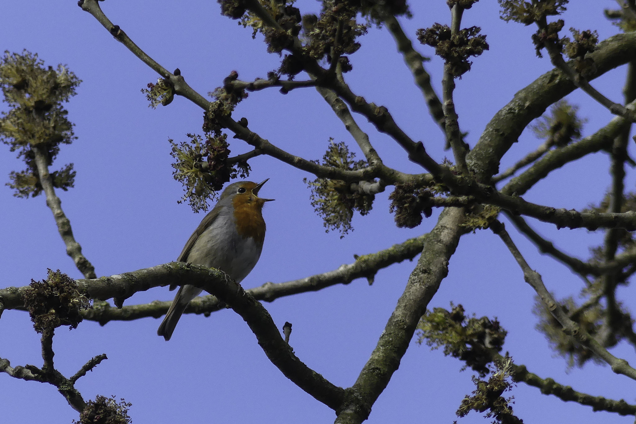 Listening to birdsong in a forest lowered a person’s&hellip;
