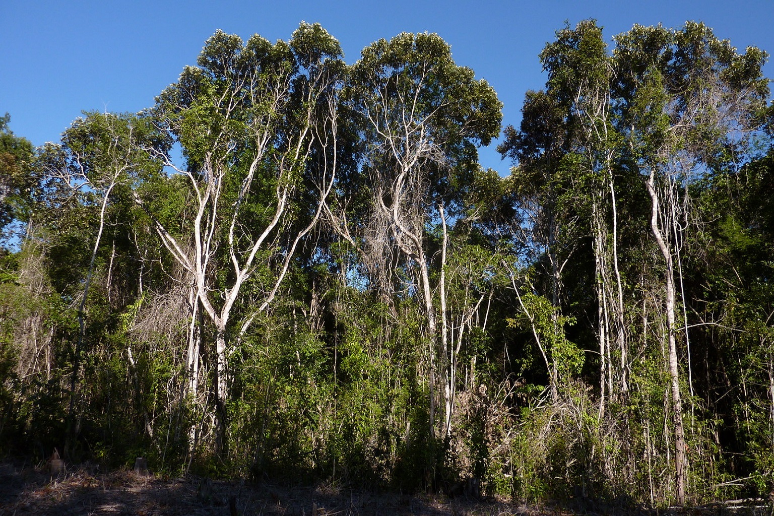Connected habitat is crucial for wildlife survival, but a new study found that during the 2017-2019 yellow fever outbreak, more tamarins died in connected forest areas and areas where there were more people to pass it to them.