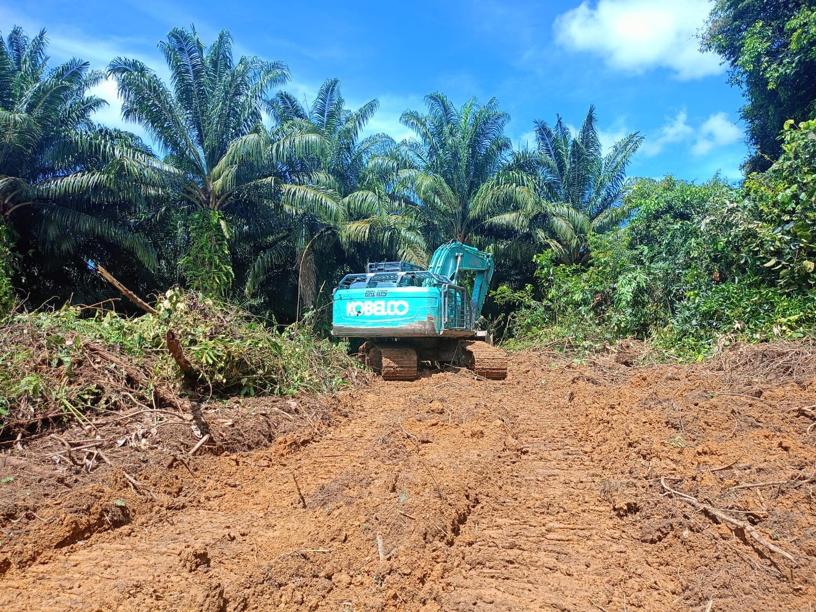 Palm oil expansion reignites decade-old Indigenous land conflict in Indonesia