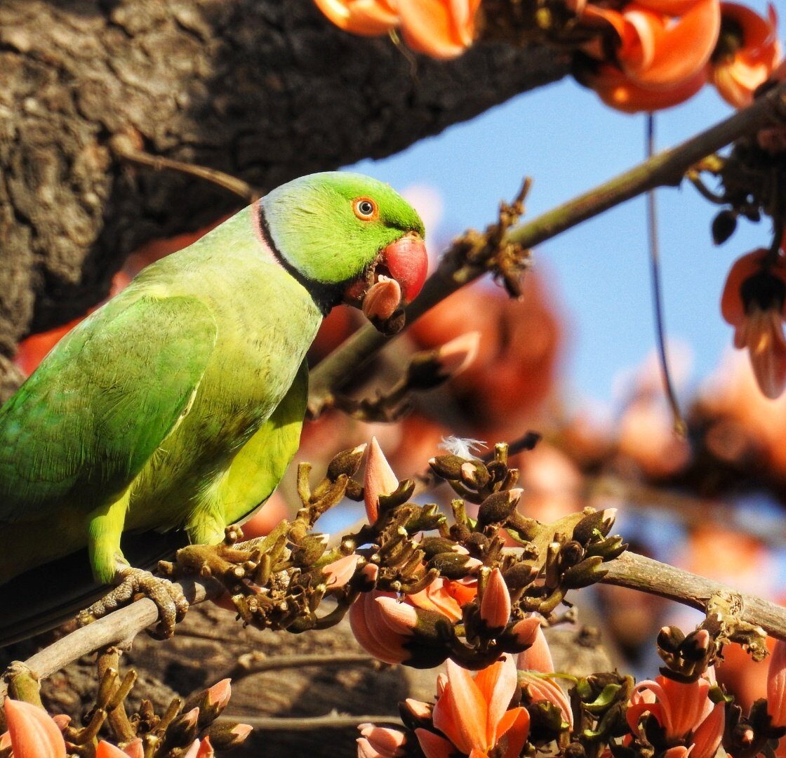 ‘My Wild City’ reminds us why cities need nature