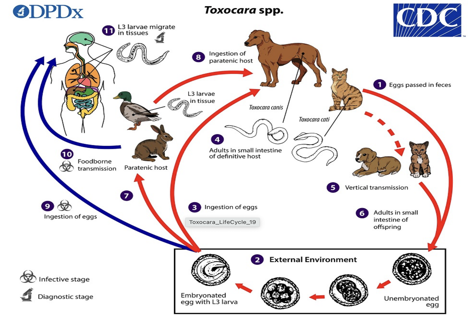 This image shows the lifecycle of the Toxocara parasite, which can infect pets, humans, and wildlife.