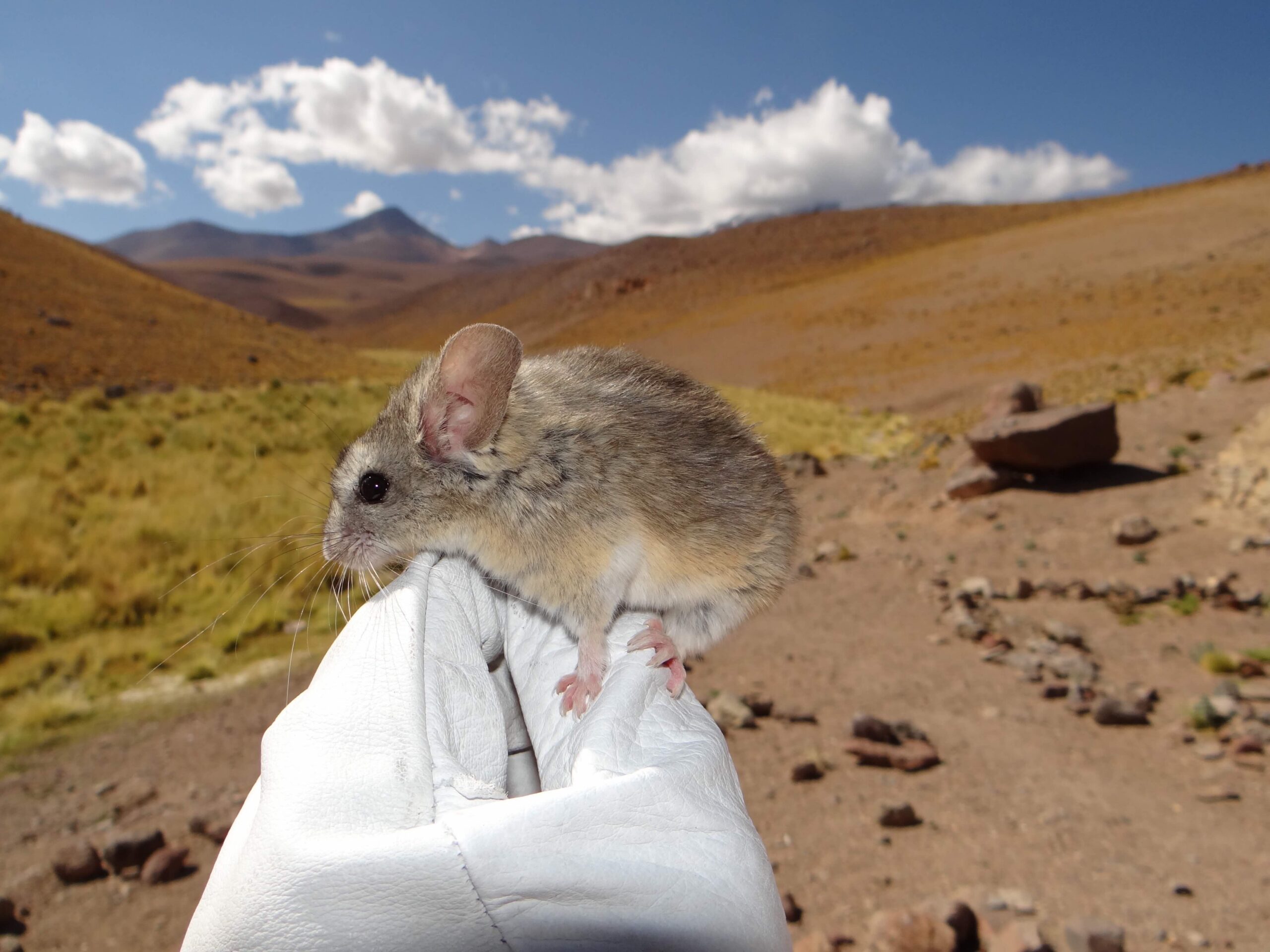 These mice live on volcano summits at extreme elevations.…