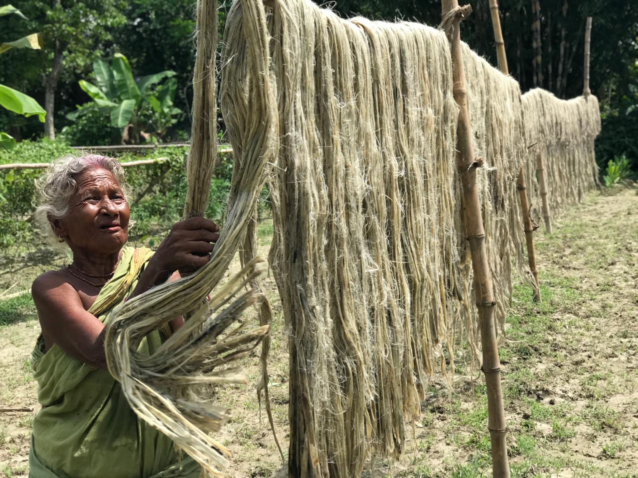 A jute farmer dries raw jute in Raninagar subdistrict in the northwestern district of Naogaon.