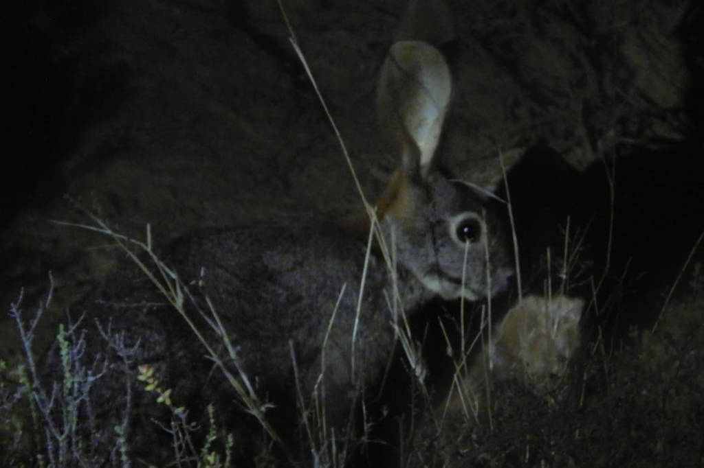 Riverine rabbit (Bunolagus monticularis) in South Africa. Mark Heystek via iNaturalist (CC BY-NC 4.0).