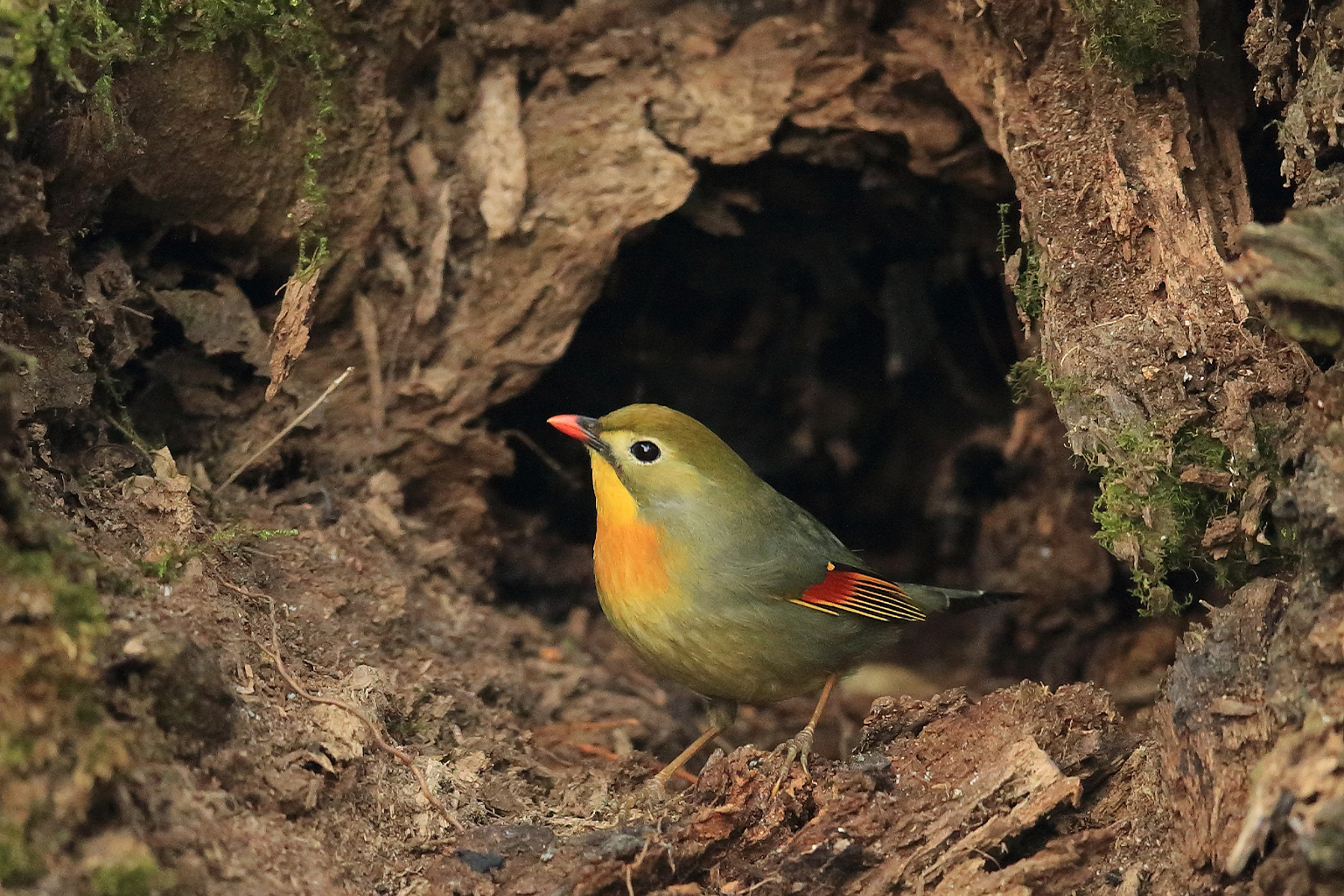 A red-billed leiothrix (Leiothrix lutea) in the reserve.