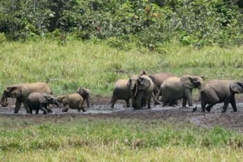 forest elephants in Gabon. Image © Lucy Keith-Diagne via iNaturalist (CC BY 4.0).