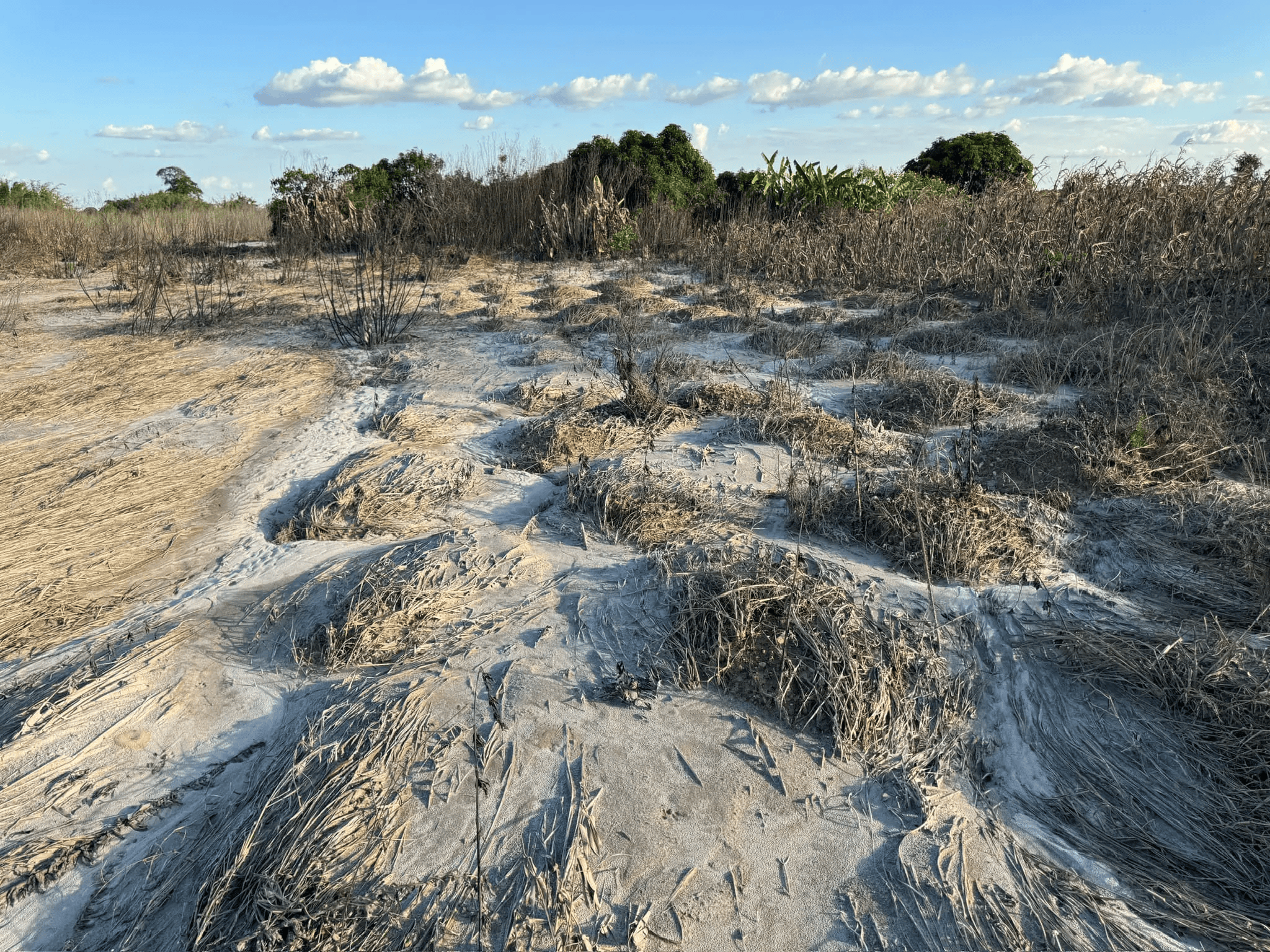 Destroyed crops along the Chambishi Stream after the Sino-Metals Leach Zambia tailings spill, taken around 6 March 2025. Image courtesy of Southern Africa Litigation Center.