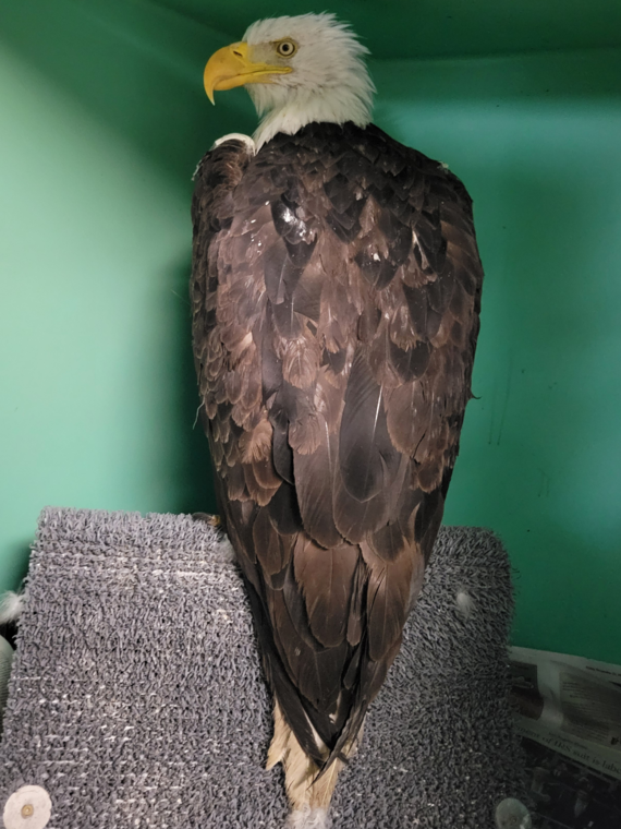 Jackie at the Ojai Raptor Center, where she was being treated before she died.