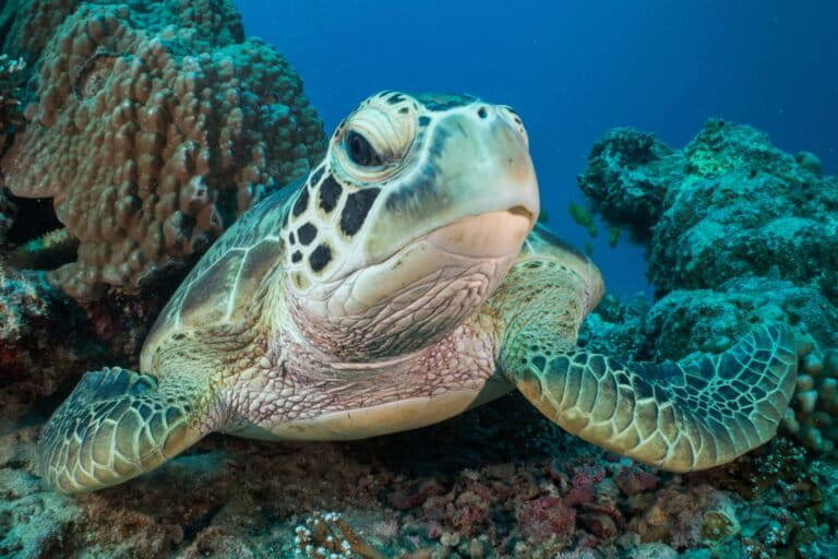Green sea turtle swimming in the waters of the Great Barrier Reef. Image by ©Commonwealth of Australia (Reef Authority), photographer J. Sumerling. CC BY 4.0.