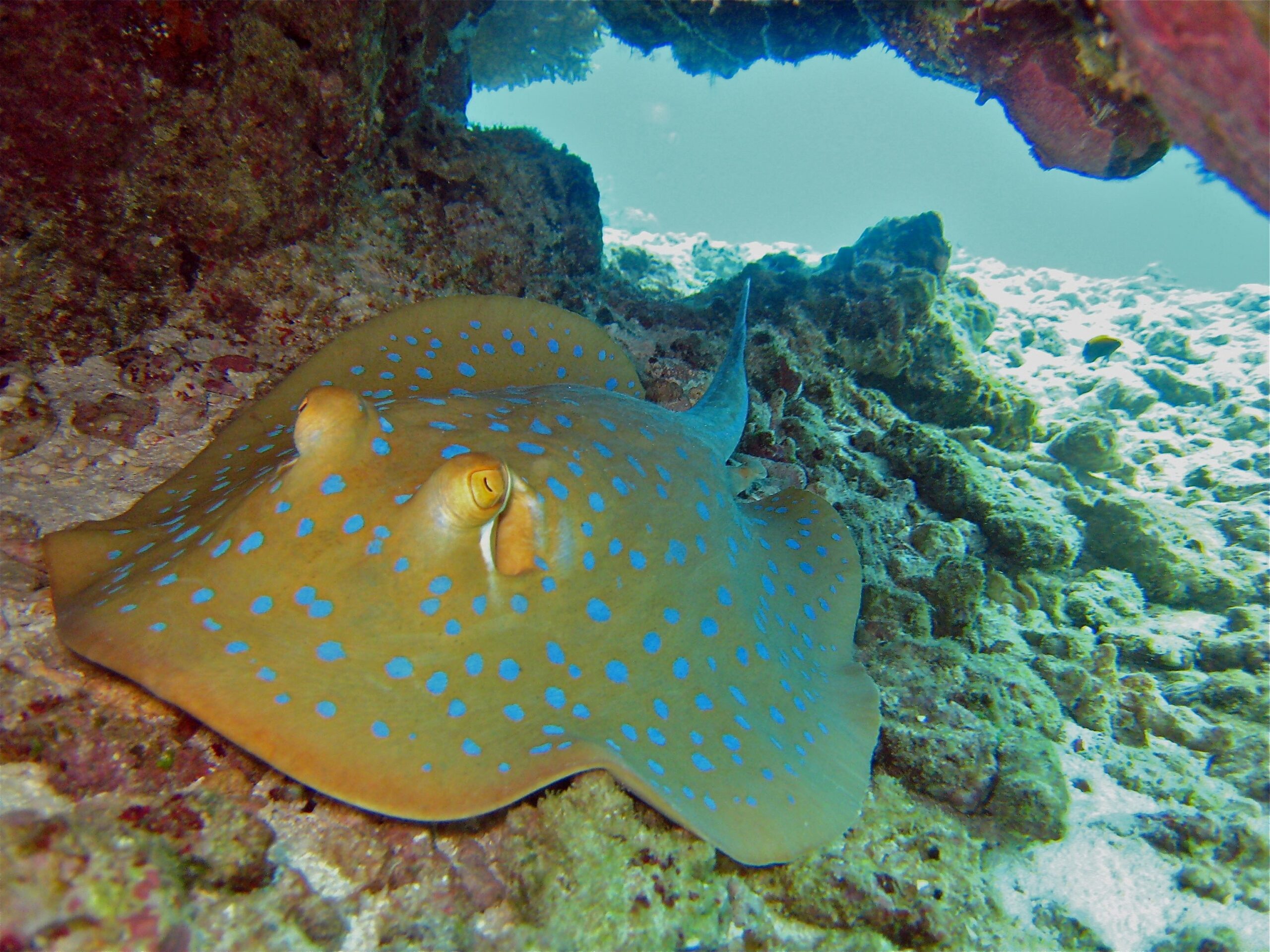 Bluespotted ribbontail ray; in the Great Barrier Reef. Image by ©Commonwealth of Australia (Reef Authority), photographer C. Jones.