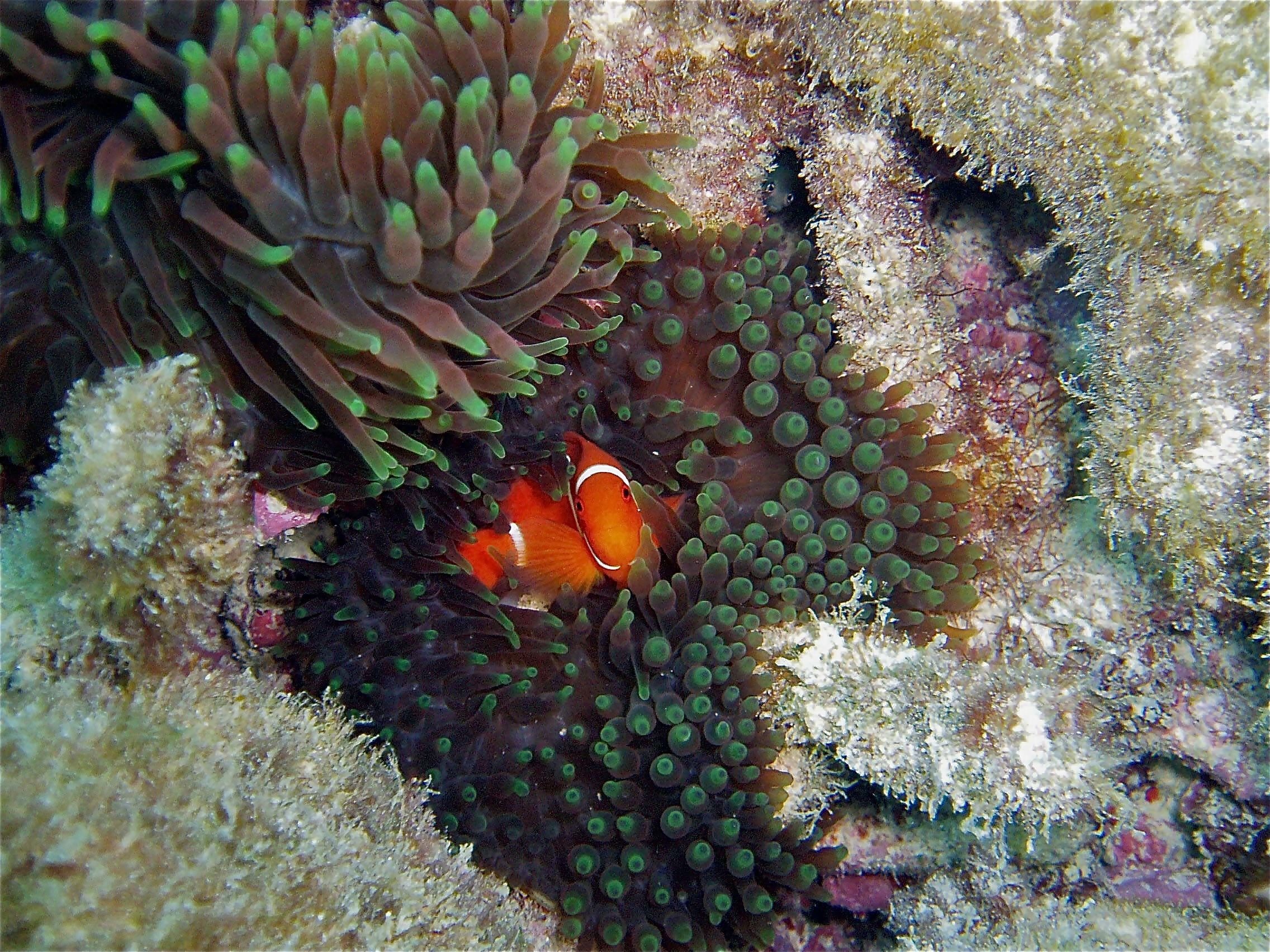 Spine-cheek Clownfish swimming in waters of the Great Barrier Reef. Image by ©Commonwealth of Australia (Reef Authority), photographer C. Jones.