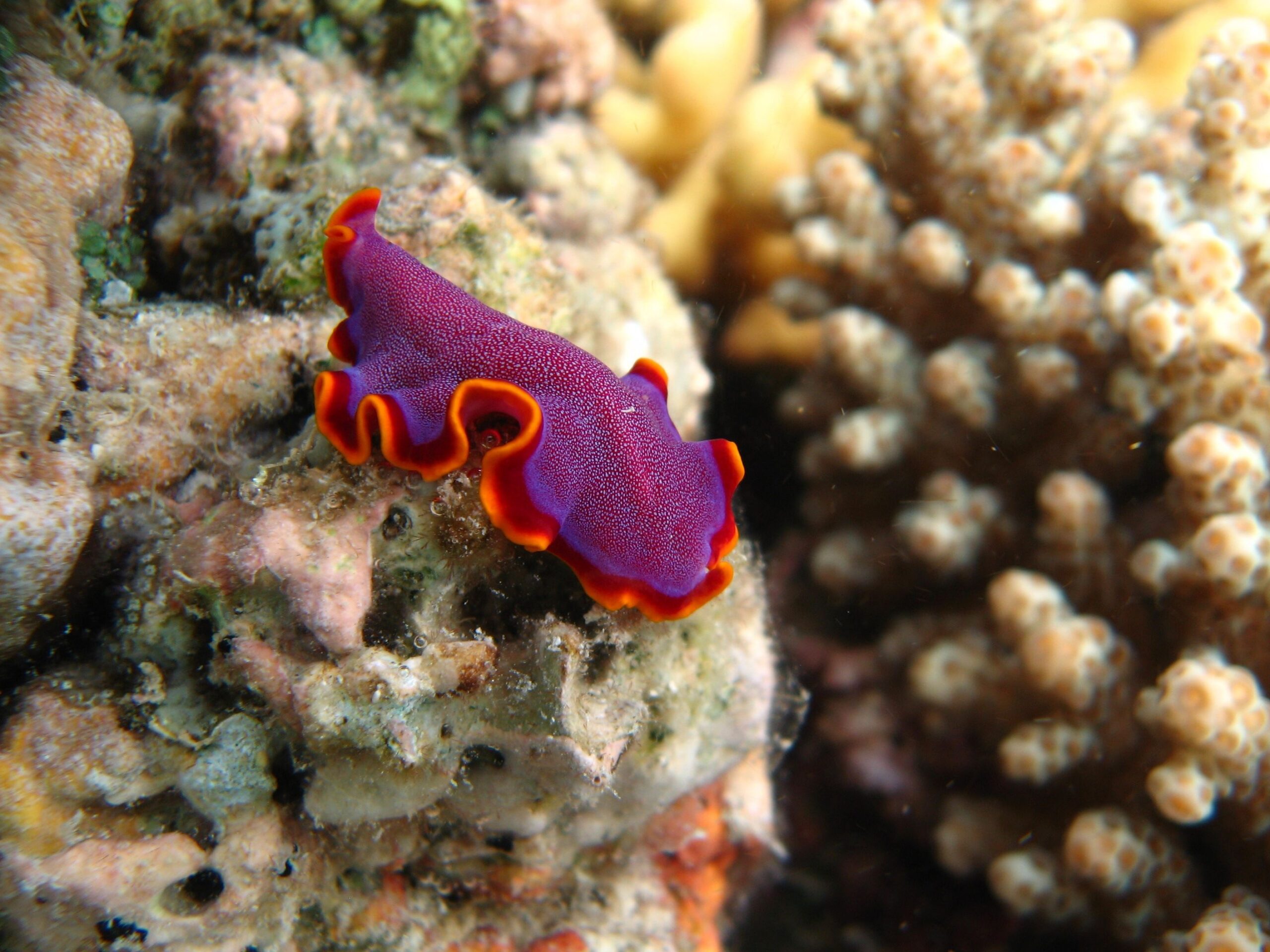 A brilliant purple and orange Spanish dancer nudibranch; amongst corals; in Torres Strait waters, Great Barrier Reef. ©Commonwealth of Australia (Reef Authority), photographer E. Smart.