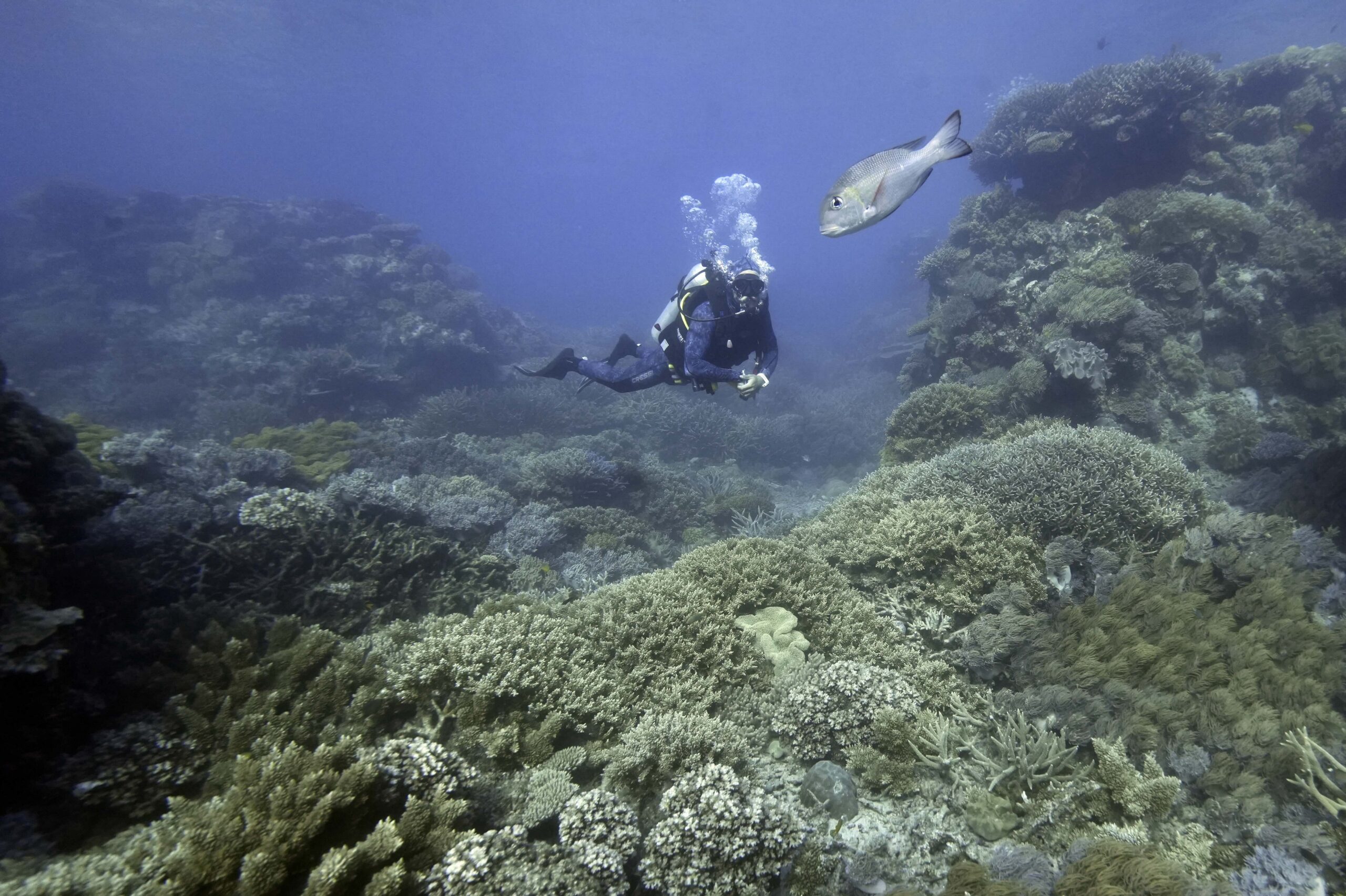 Tarquin Singleton, cultural officer for the Reef Cooperative, swims past a massive coral on Moore Reef in Gunggandji Sea Country off coast of Queensland in eastern Australia on Nov. 13, 2022. The Australian government on Tuesday, Aug. 1, 2023, welcomed a draft UNESCO decision to a lift a threat of downgrading the Great Barrier Reef to an endangered World Heritage site. Image by AP Photo/Sam McNeil, File.