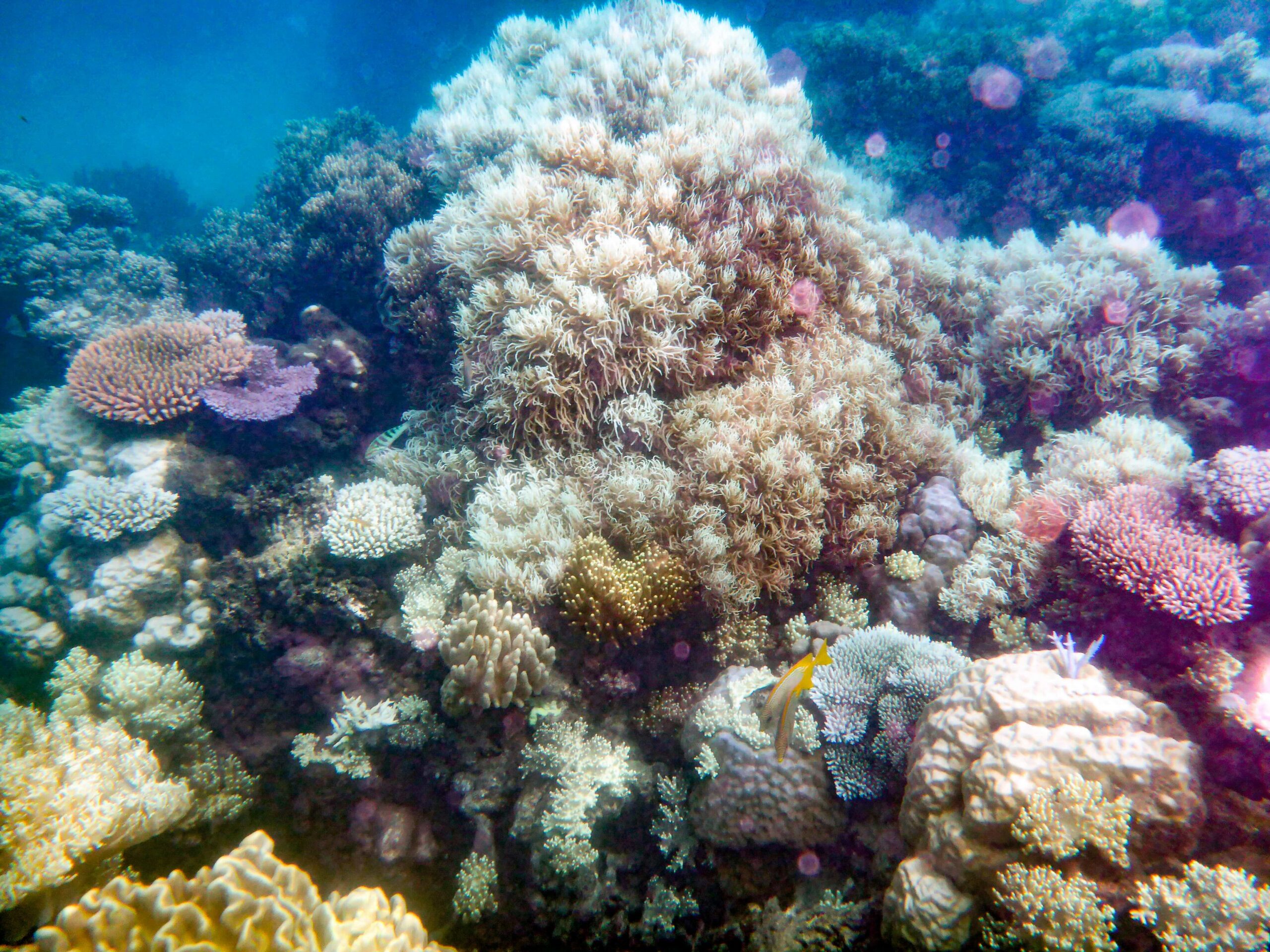 Great Barrier Reef corals. Image by Gökhan Tolun - Own work via Wikimedia. CC BY-SA 4.0.