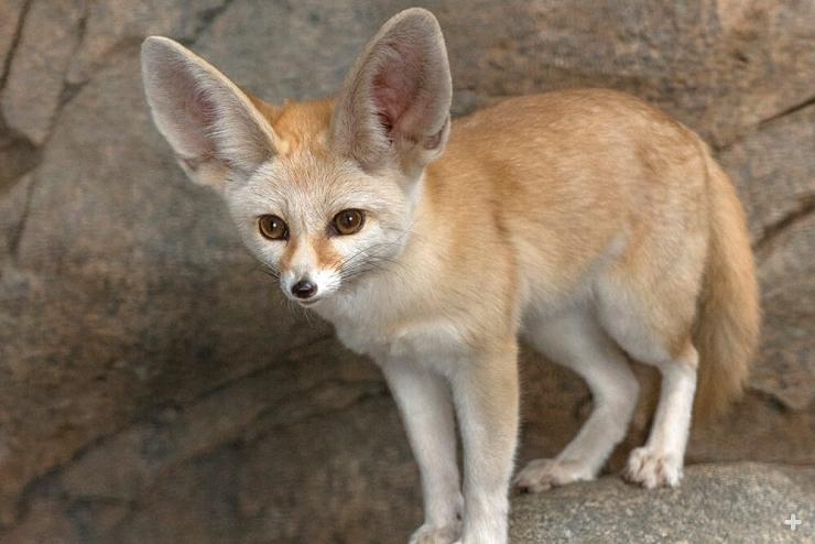 Wadi El-Rayan connects desert, water and habitats for wildlife like the fennec fox. Image courtesy of San Diego Zoo.