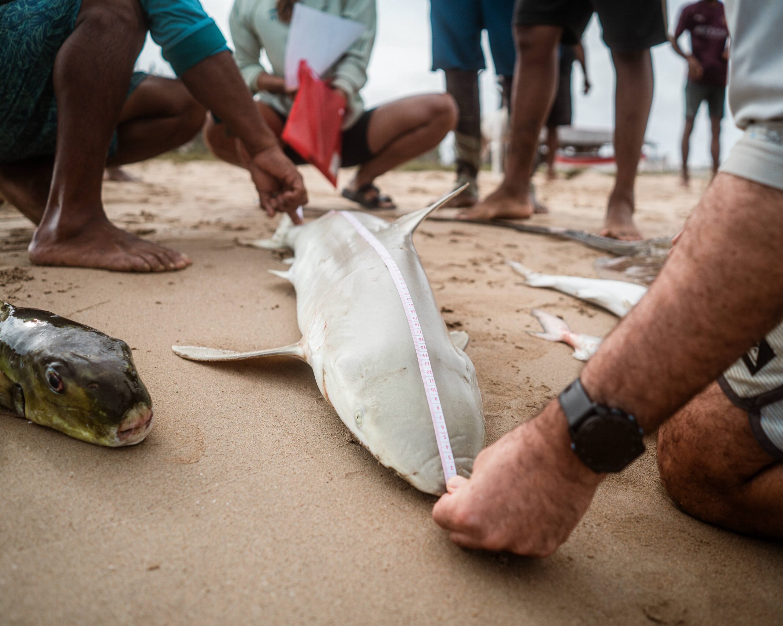 Wayuu fishers and Puyuii researchers measure the carcass of a caught blacknose shark, an endangered species. Image by Euan Wallace.