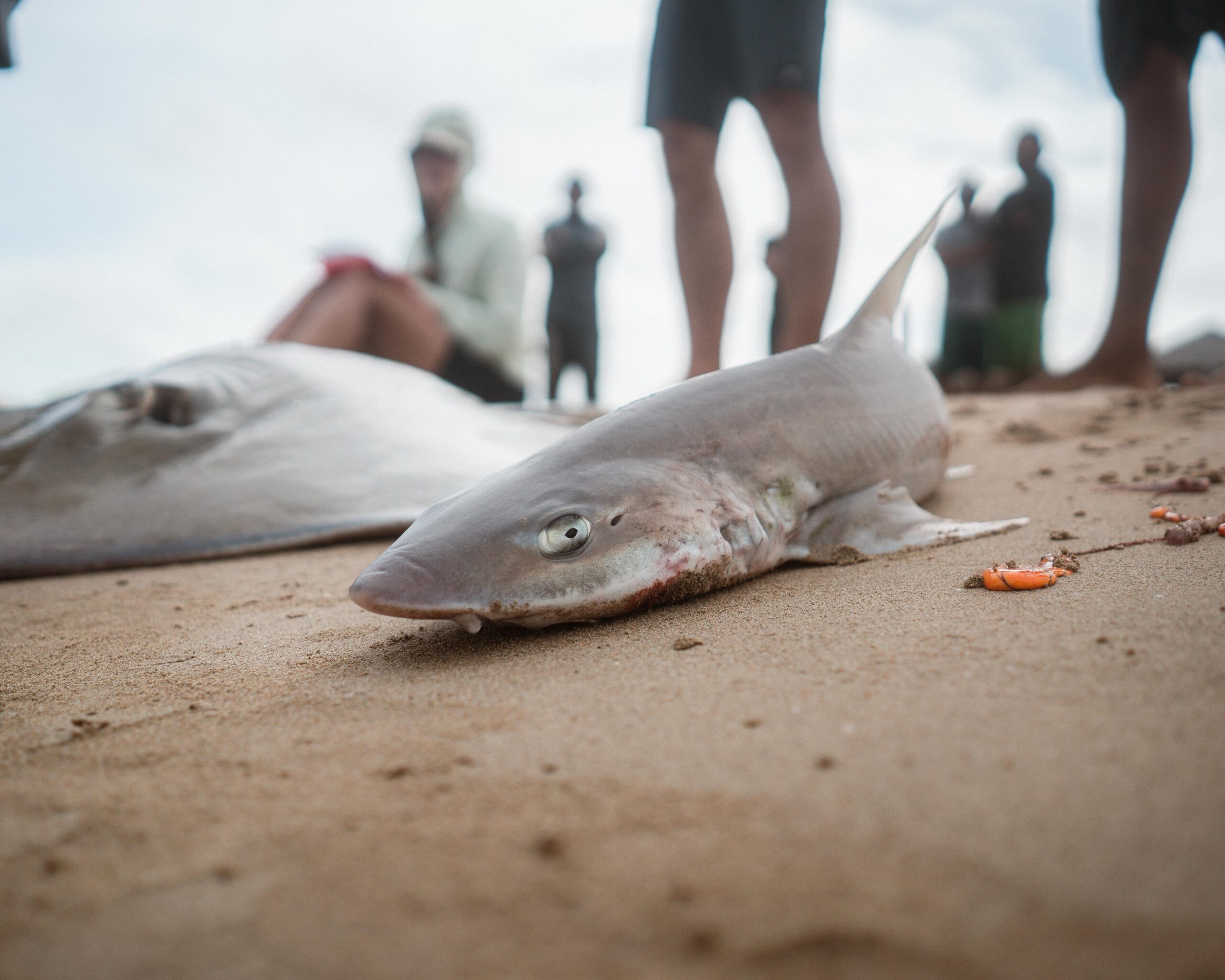 A smooth-hound shark caught by Wayuu fishers pictured on a beach near Punta Gallinas, La Guajira. Image by Euan Wallace.