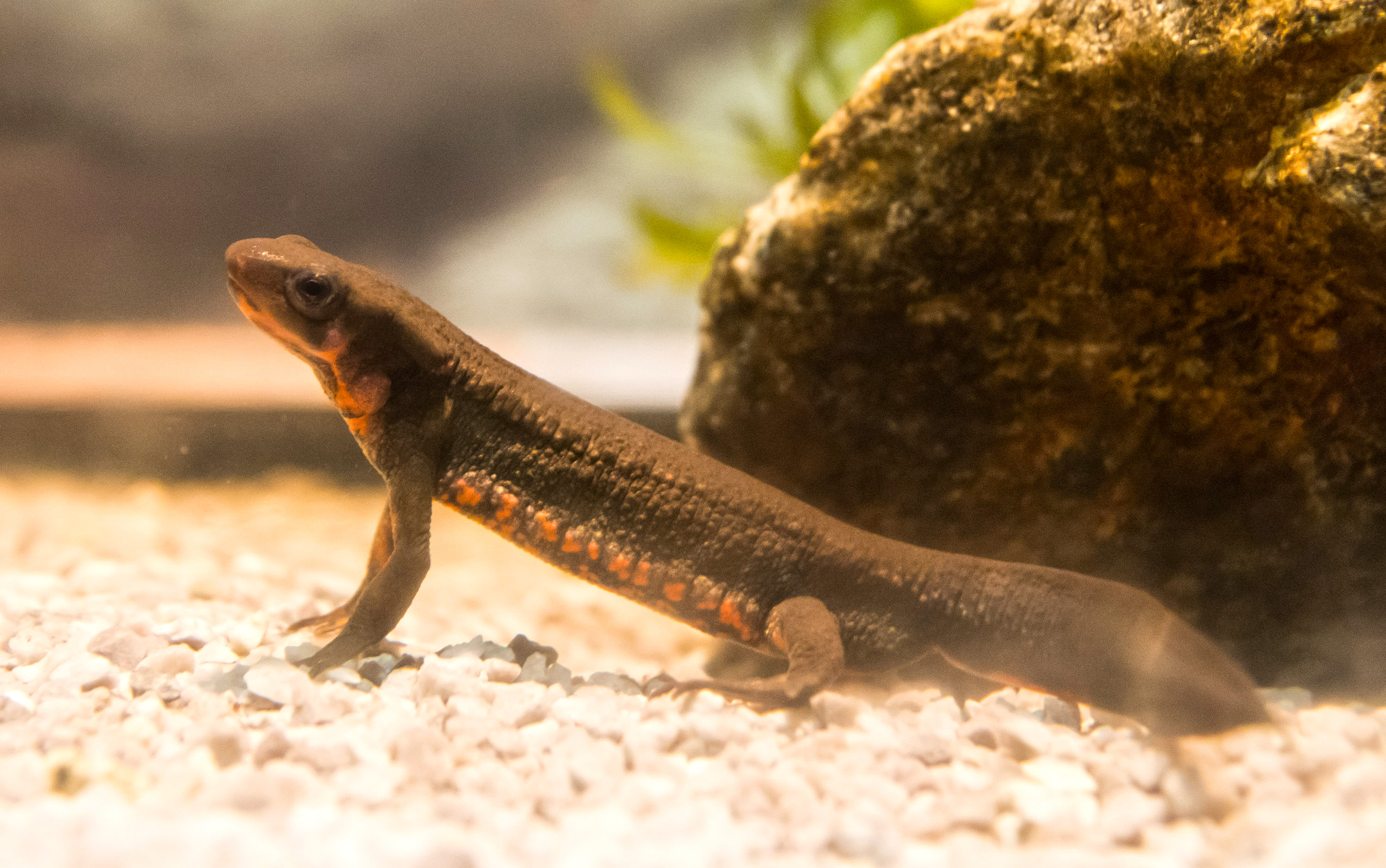 How ‘gentle power’ can preserve traditional biodiversity…