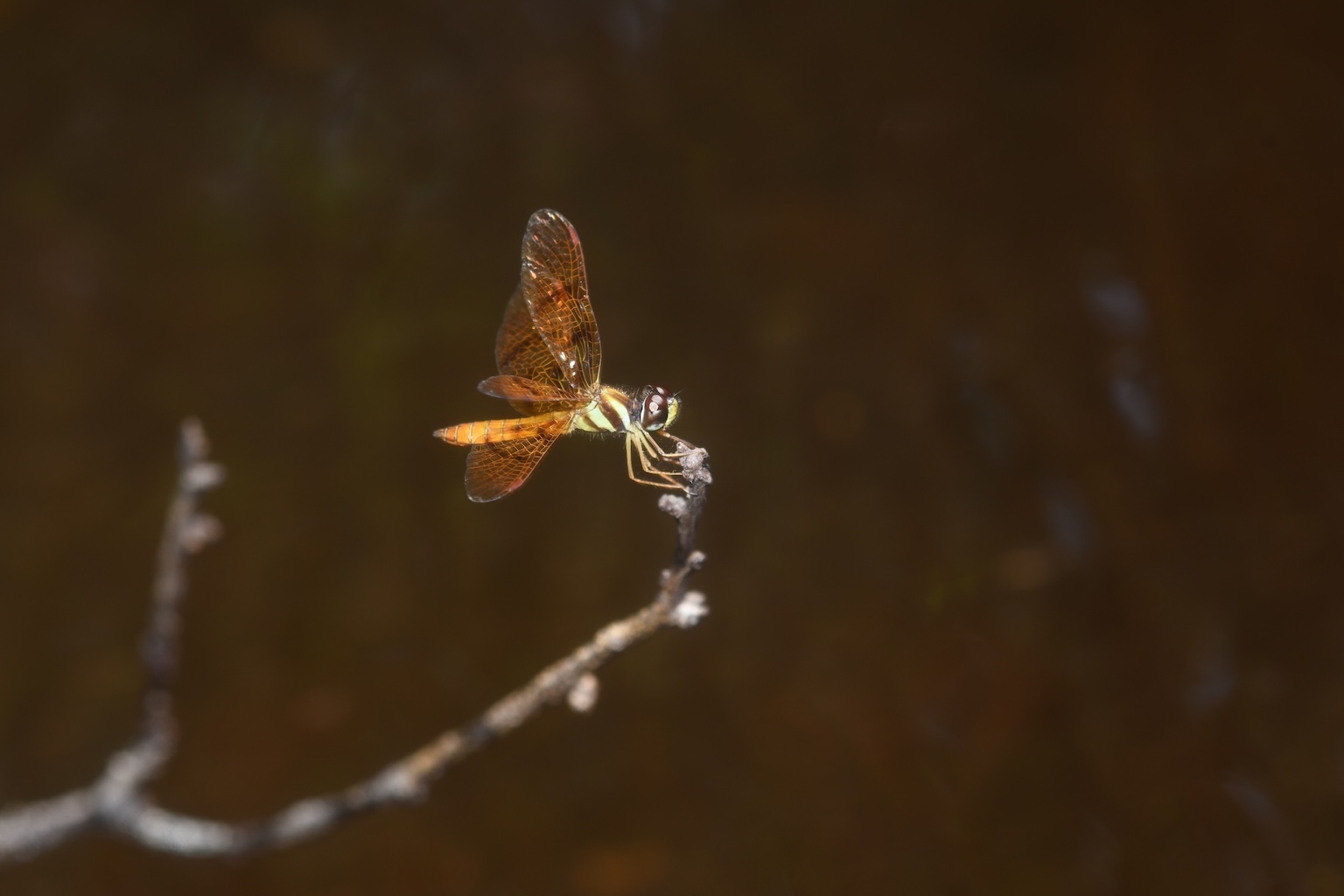 amberwings