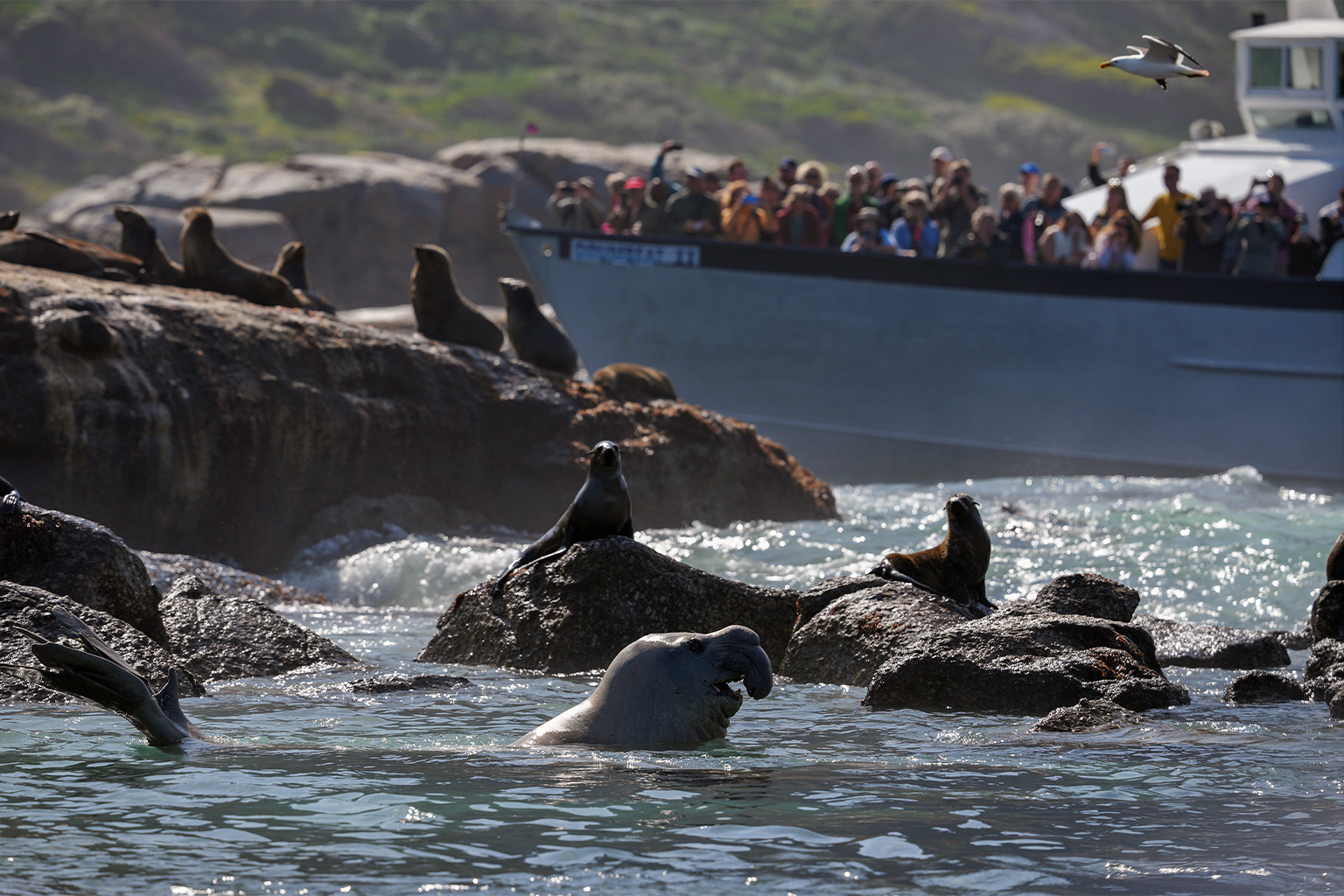 A tourist sightseeing boat passes behind an elephant seal and Cape fur seals at Duiker Island in Cape Town in October 2024. Image by Matrix Images / Nic Bothma.