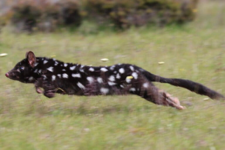 A blackish-brown eastern quoll with white spots at Silver Plains conservation area in December 2020.