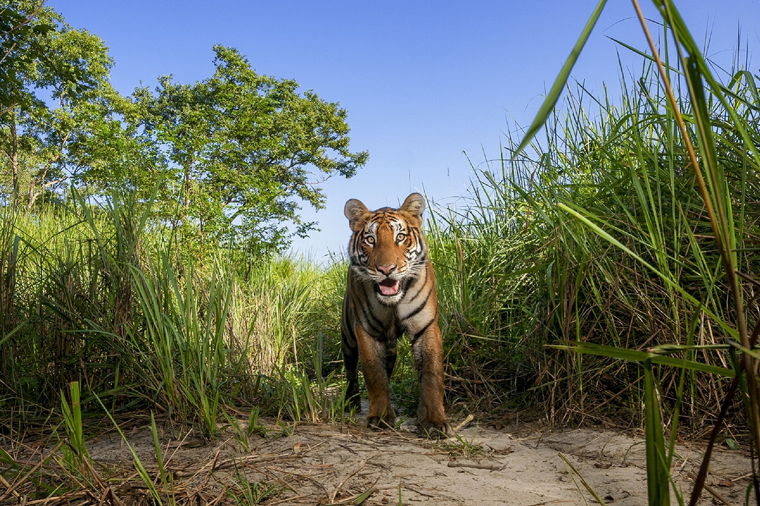 A young Bengal tiger walks along a path through elephant grass in India’s Kaziranga National Park.