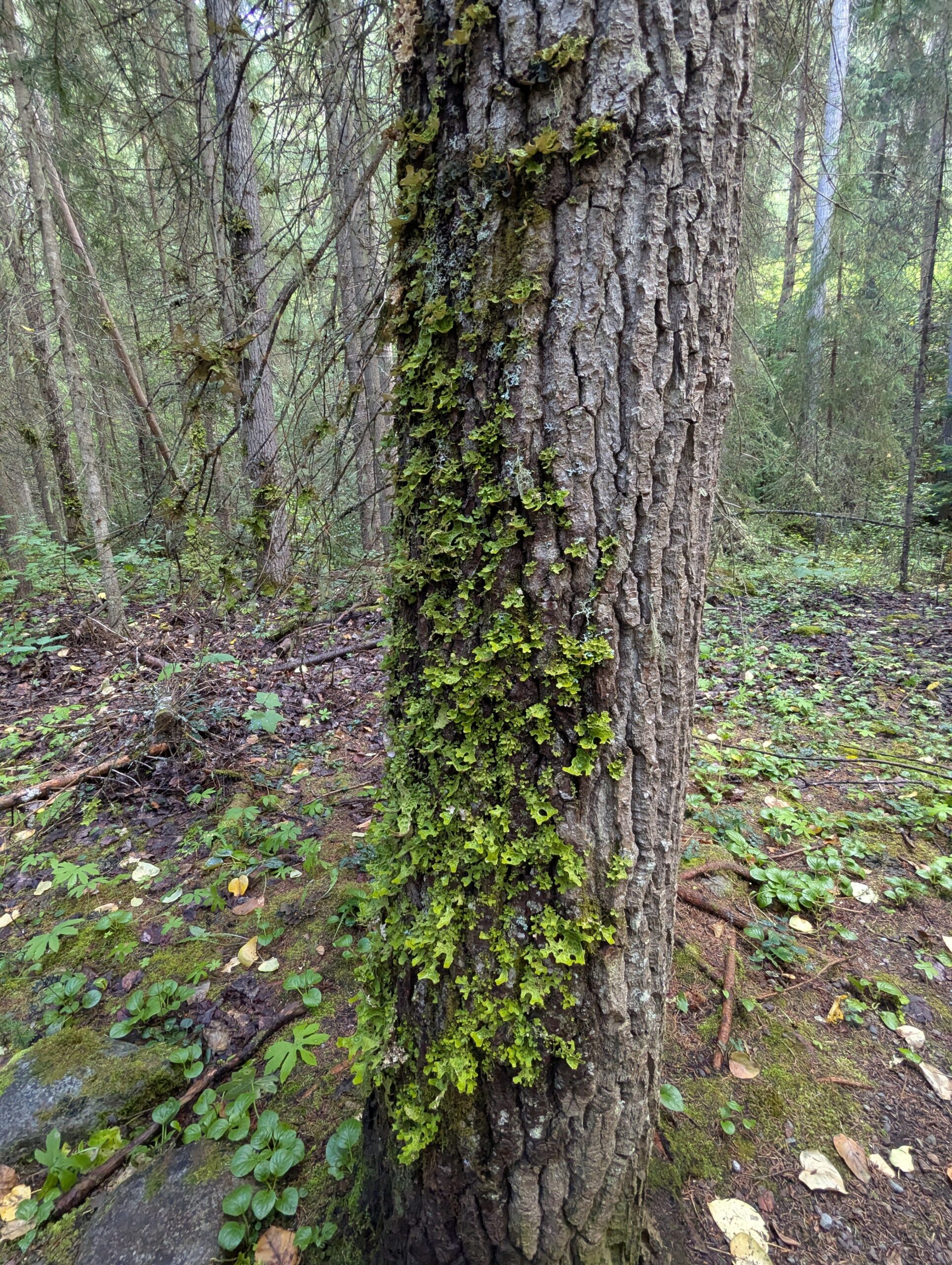 Woodland caribou eat lichens growing on old-growth trees, such as tree lungwort, during winter.