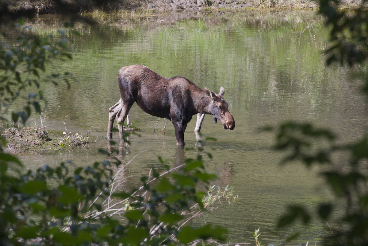 A moose cow in British Columbia.