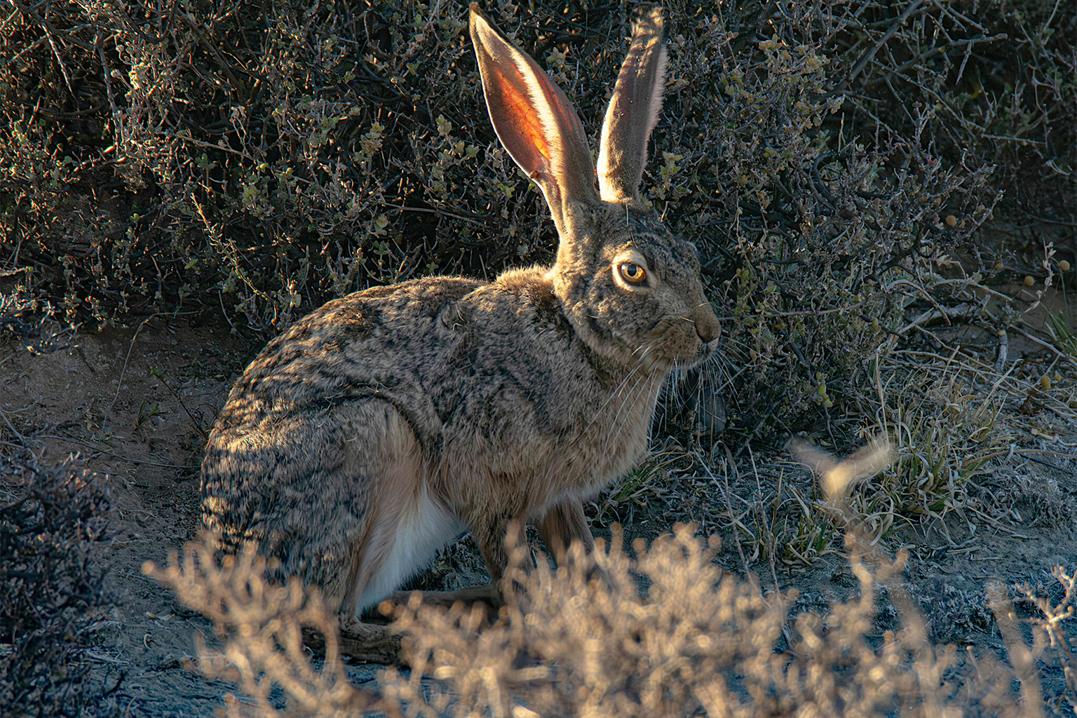 A scrub hare (Lepus saxatilis) in South Africa.