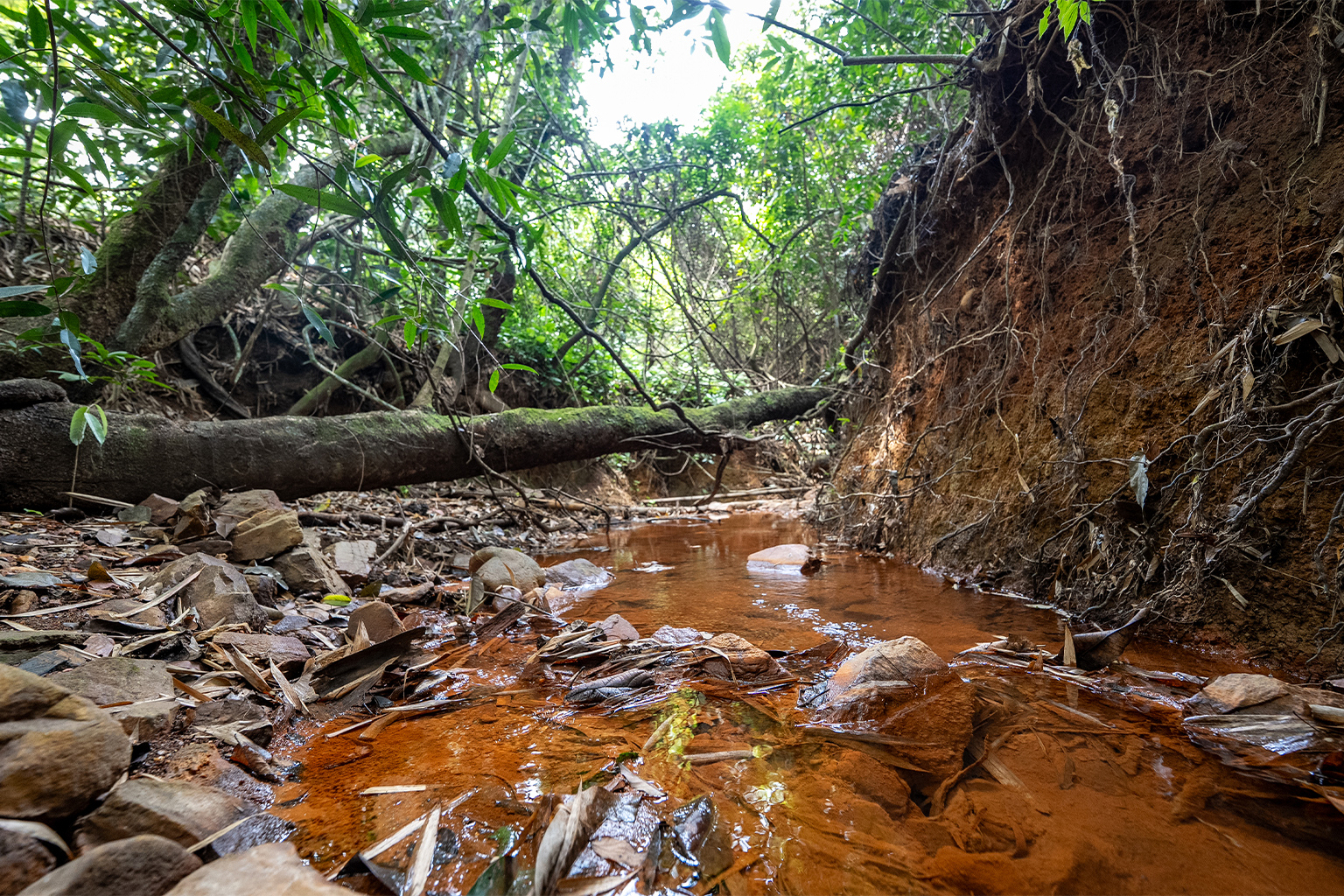 Paracá’s gold mine grew alongside streams. Today, very few of its natural characteristics remain, and its water is polluted with arsenic, according to a technical report. Image by Jerônimo Gonzalez/Mongabay and The Intercept Brasil.