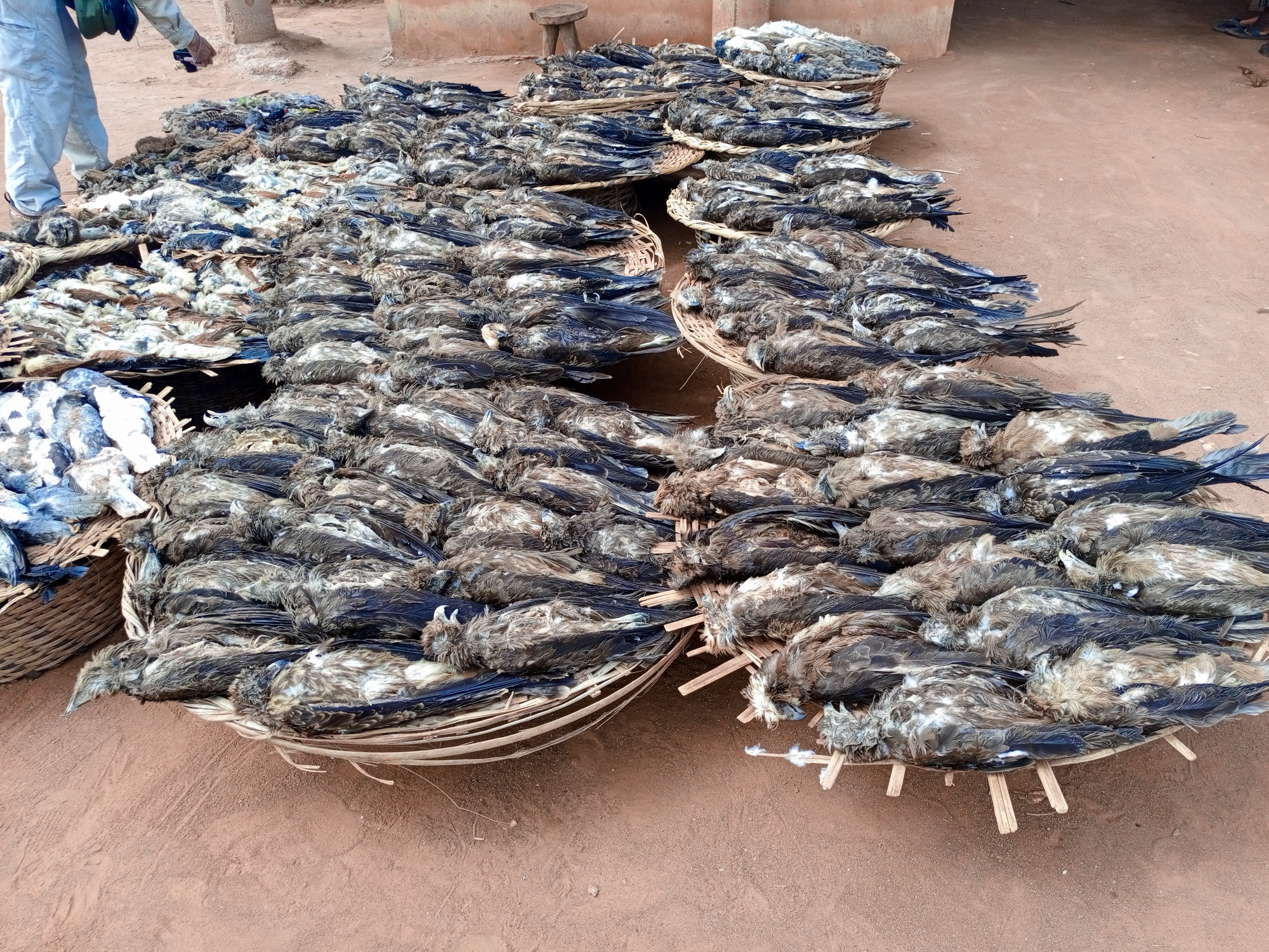 Yellow-billed kites at a fetish market in Benin. Researchers recently warned these raptors are captured and killed en masse in Benin to feed fetish markets. In some cases, they’re shaved and sold in place of hooded vultures as prices are higher. Image courtesy of Abiola Chaffra.