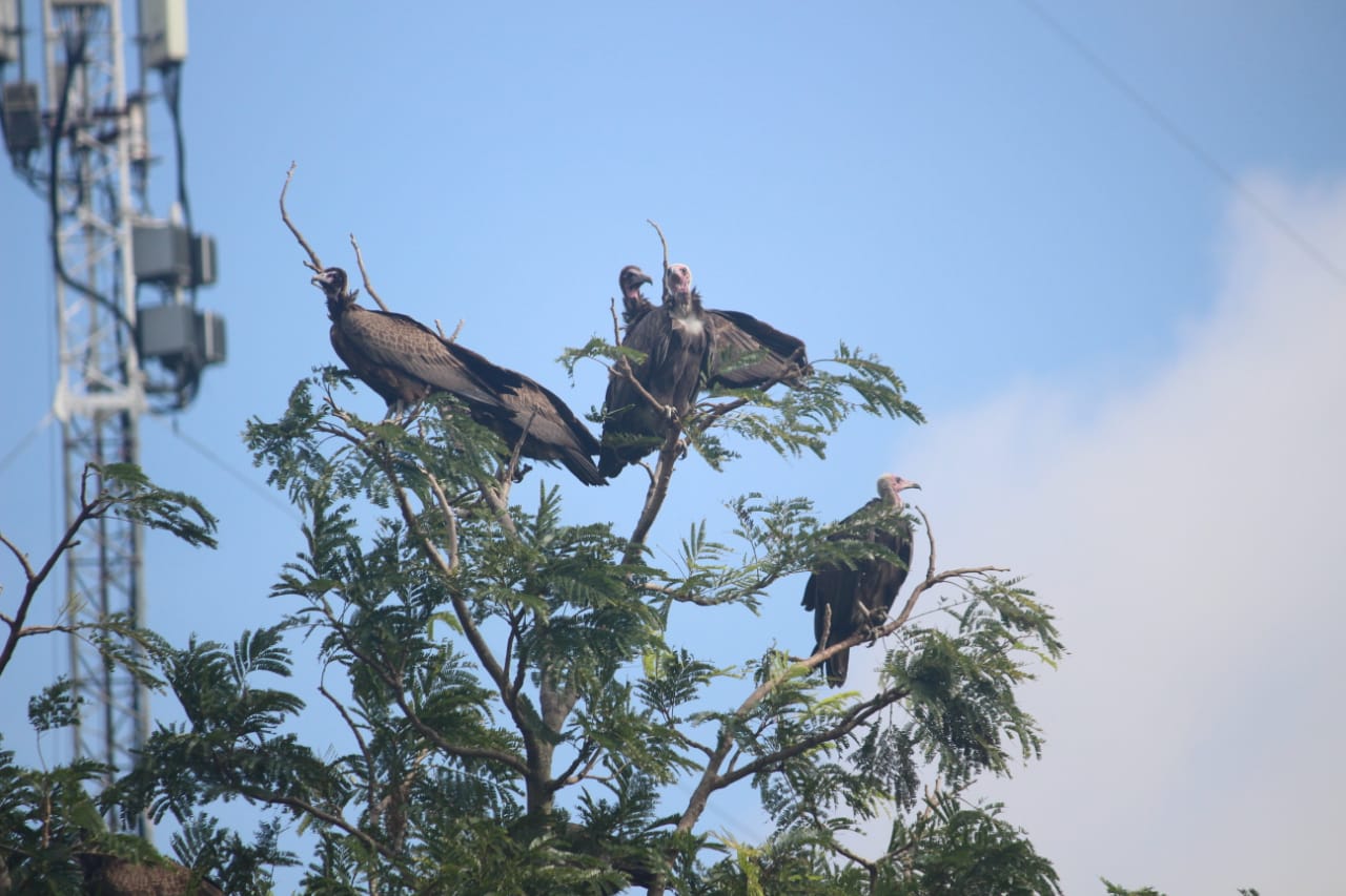 Hooded vultures in Kara, Togo. Interviewing local community members and workers at abattoirs, researchers were told that poachers from other West African countries were targeting the birds and killing them with poison. Image courtesy of Lin-Ernni Mikégraba Kaboumba.