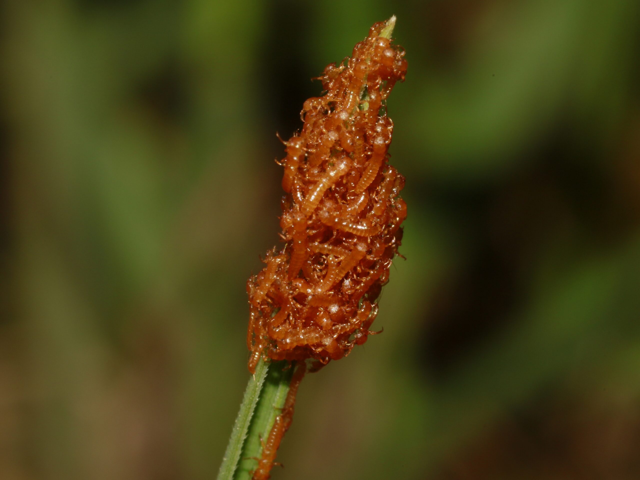 Beetle larvae trick bees into feeding and sheltering them by smelling like flowers, study finds