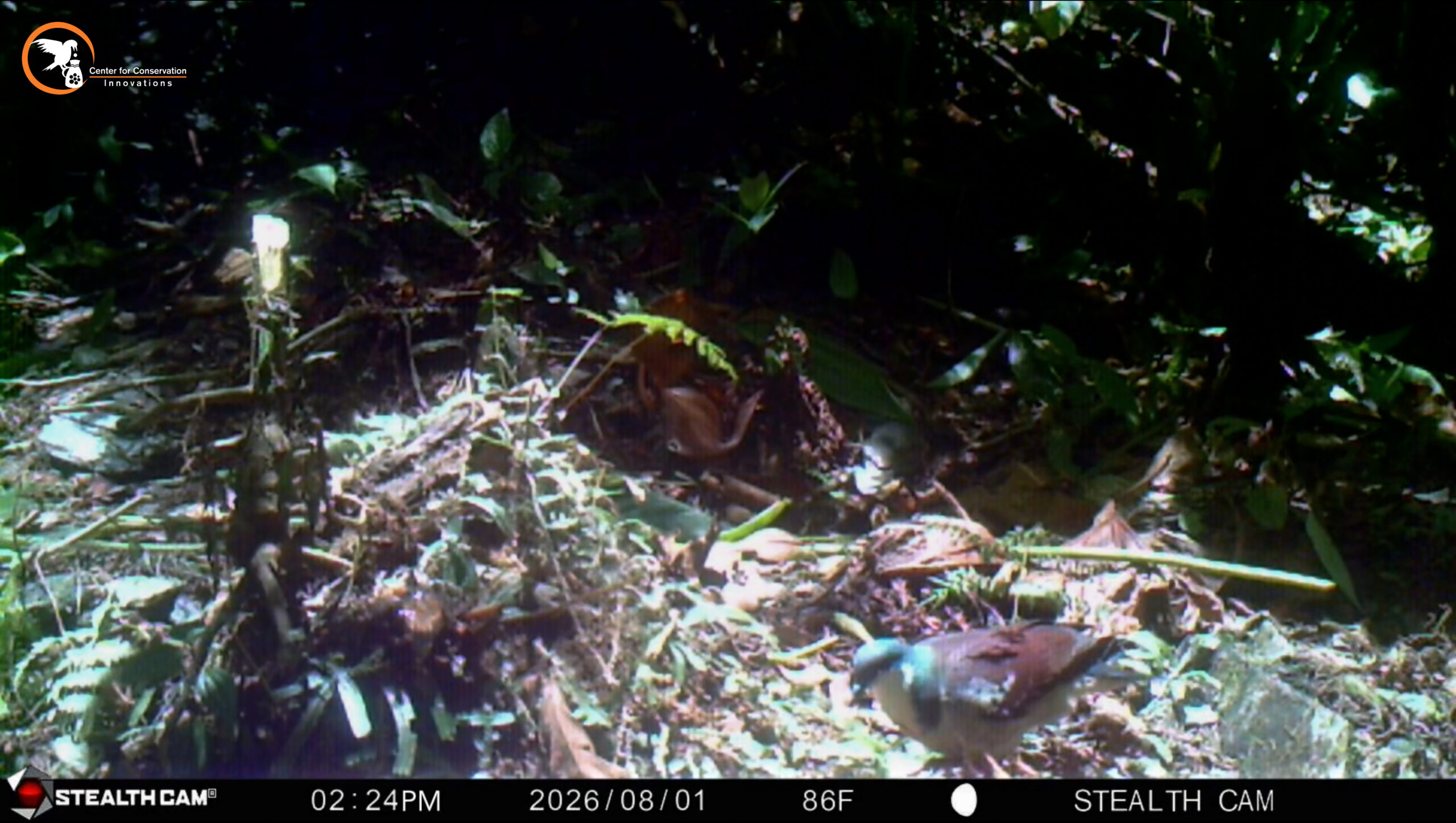 Mindoro Bleeding-heart captured via camera trap.