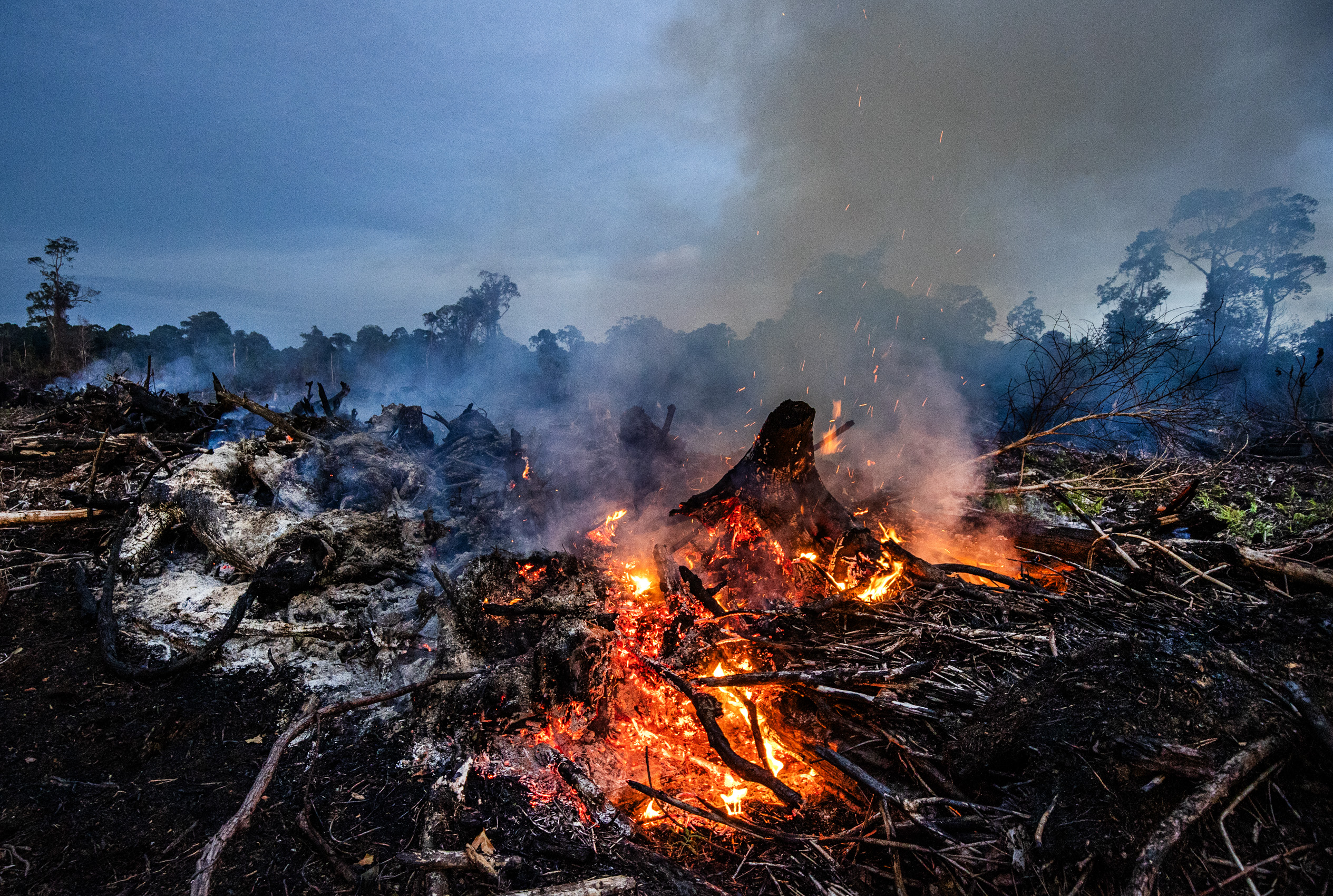 Fires are lite and Illegal clearing is taking place in the Singkil peat swamp, Leuser Ecosystem.