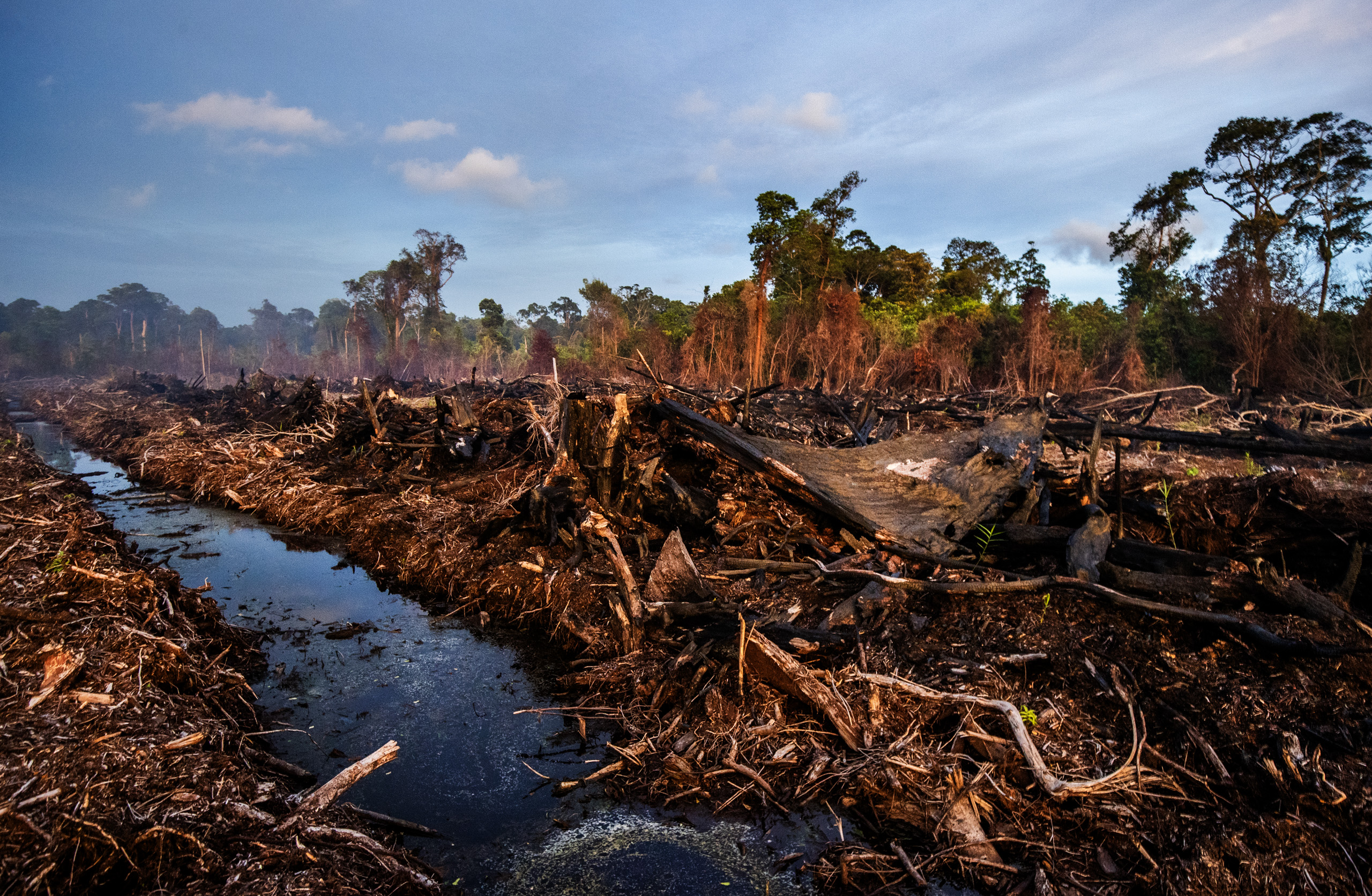 Illegal clearing in the Singkil peat swamp, Leuser Ecosystem.
