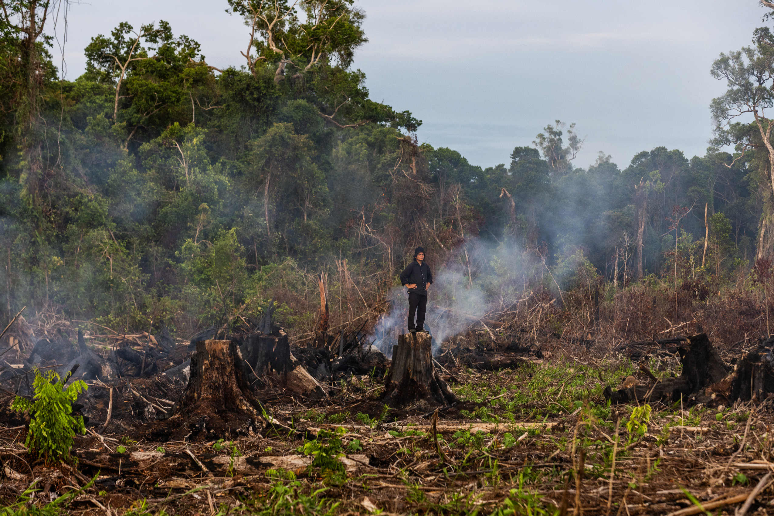 A activist stands on a tree stump during the Illegal clearing in the Singkil peat swamp, Leuser Ecosystem.