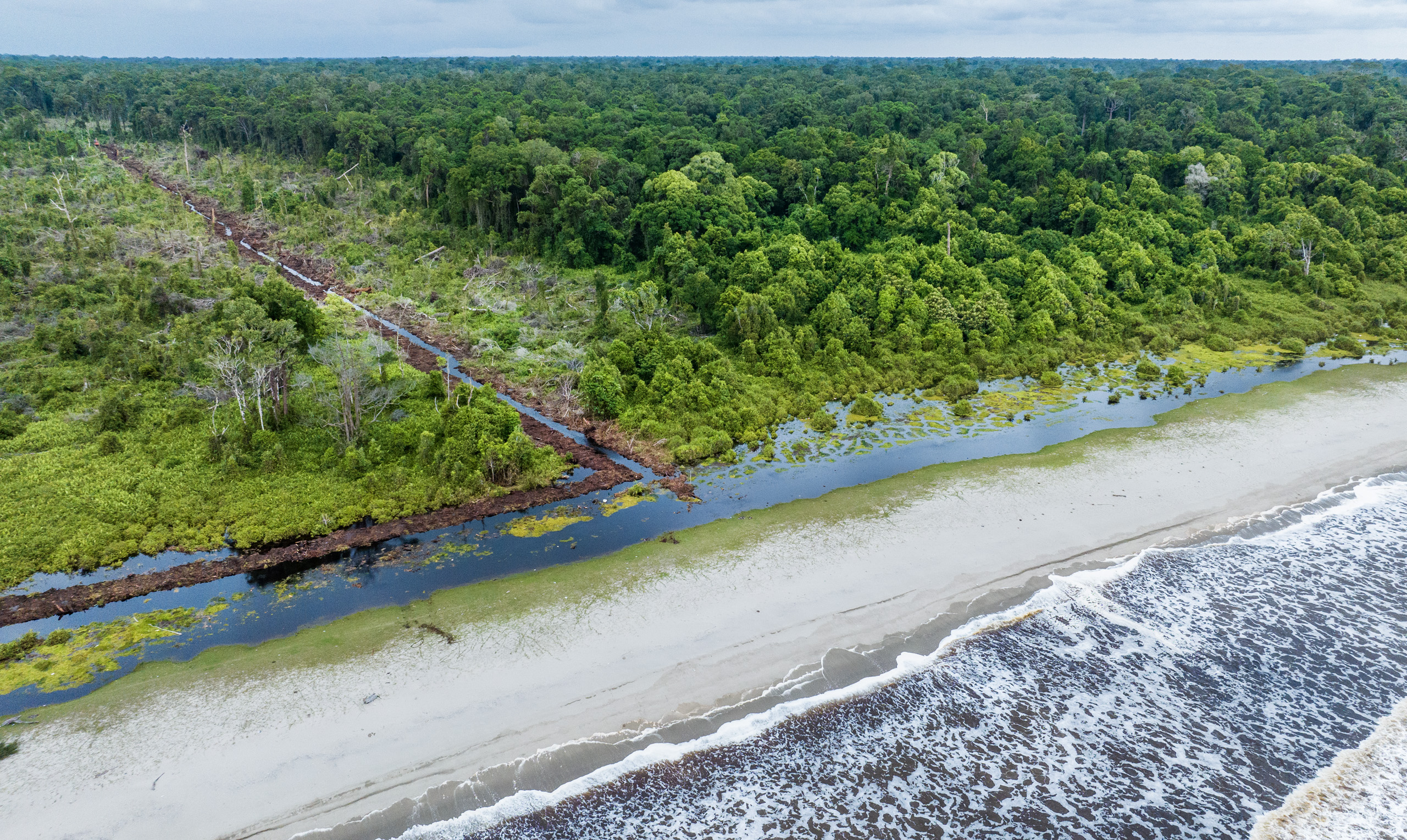 Illegal clearing of coastal forest in the Singkil peat swamp, Leuser Ecosystem. 