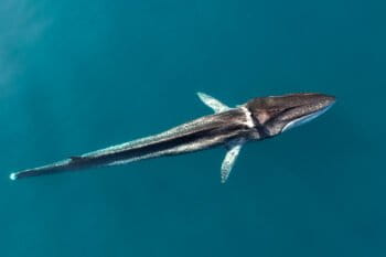 Codamozza (Italian for “Cut Tail”), a fin whale often sighted by the Italian marine conservation nonprofit Tethys Research Institute in the Pelagos Sanctuary