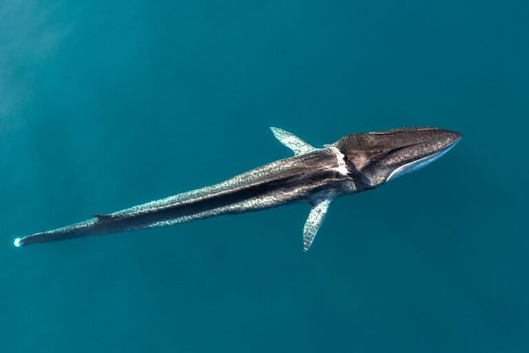 Codamozza (Italian for “Cut Tail”), a fin whale often sighted by the Italian marine conservation nonprofit Tethys Research Institute in the Pelagos Sanctuary