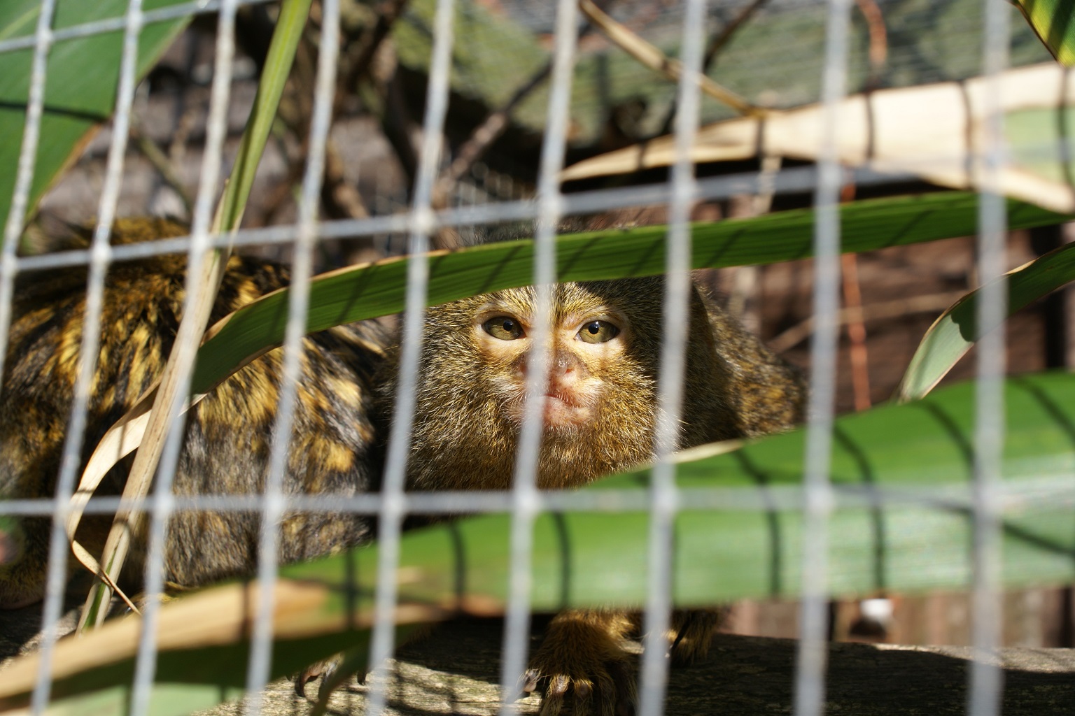 Pygmy marmosets are threatened by the illegal pet trade as well as deforestation in the Amazon Rainforest.