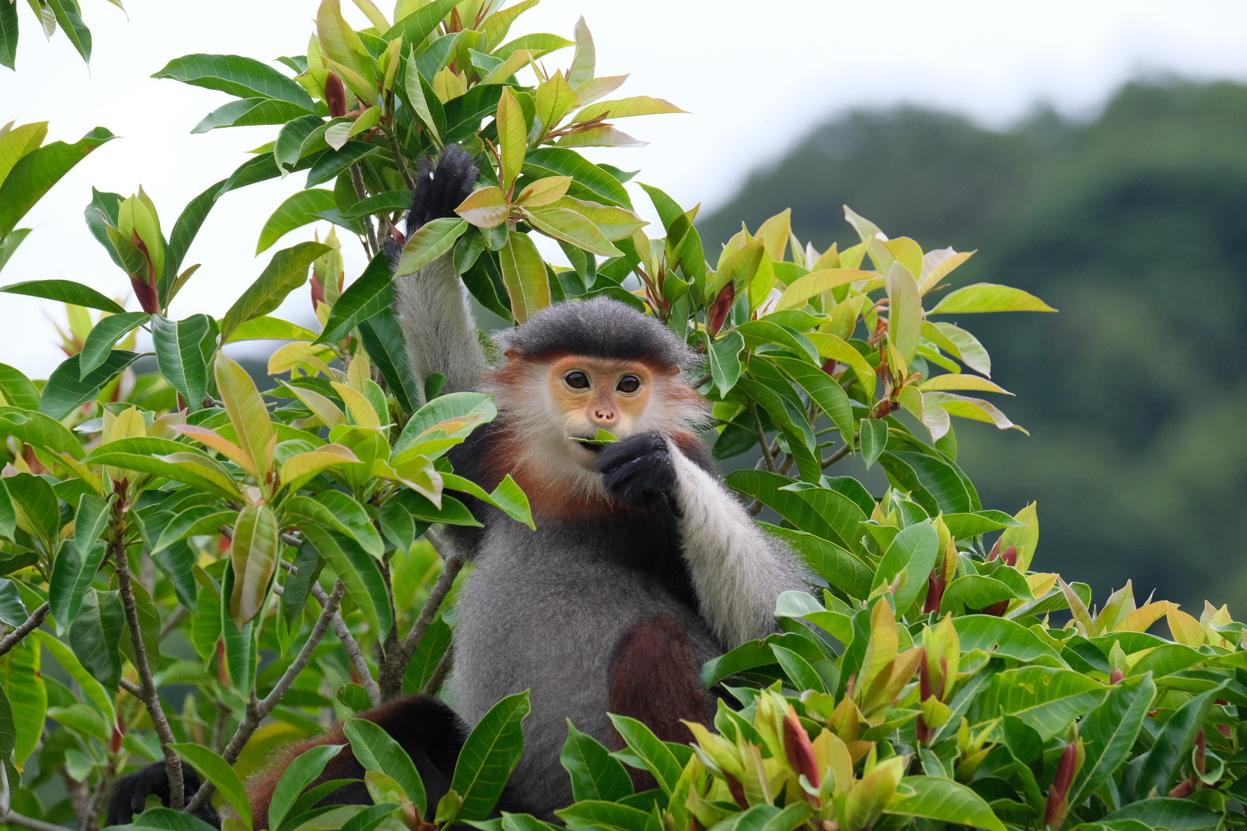 Red-shanked duoc langur in Vietnam