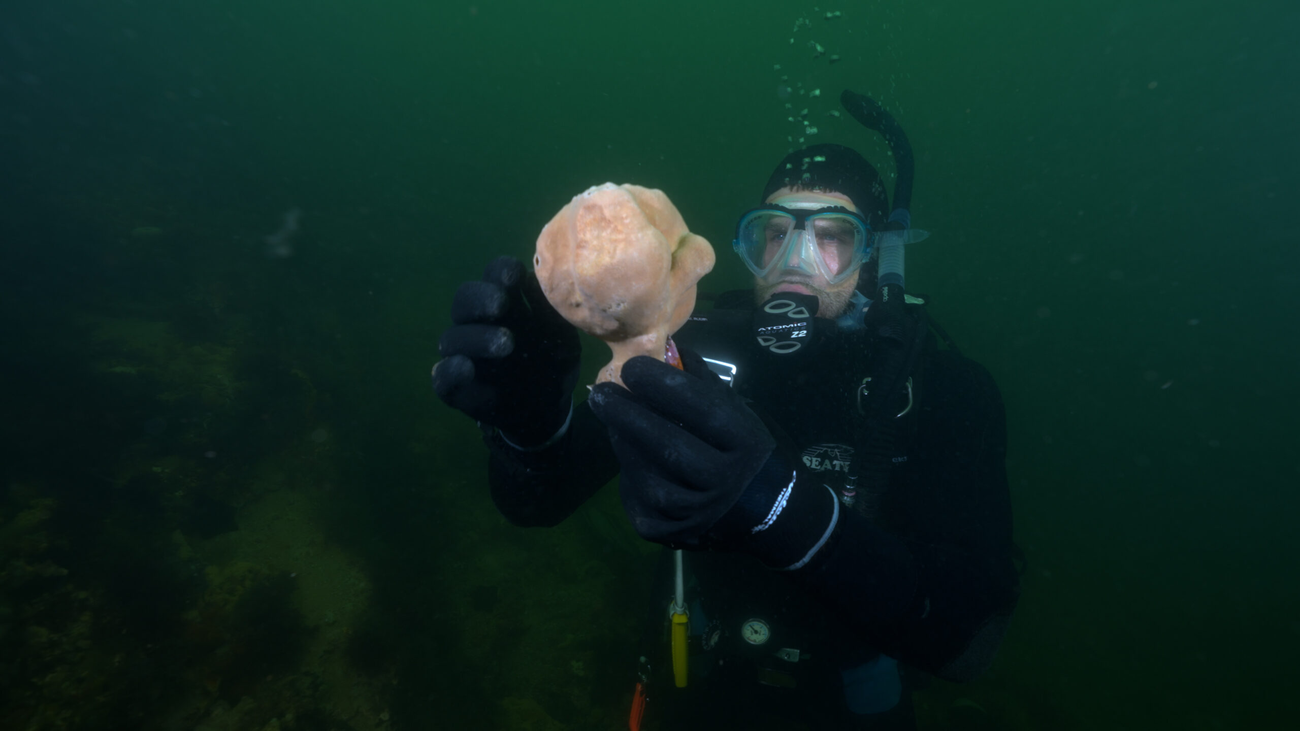 A diver holding a sea sponge. Seeding rocks used as wind turbine scour protection with sea sponges or oysters could help ecosystem recovery.