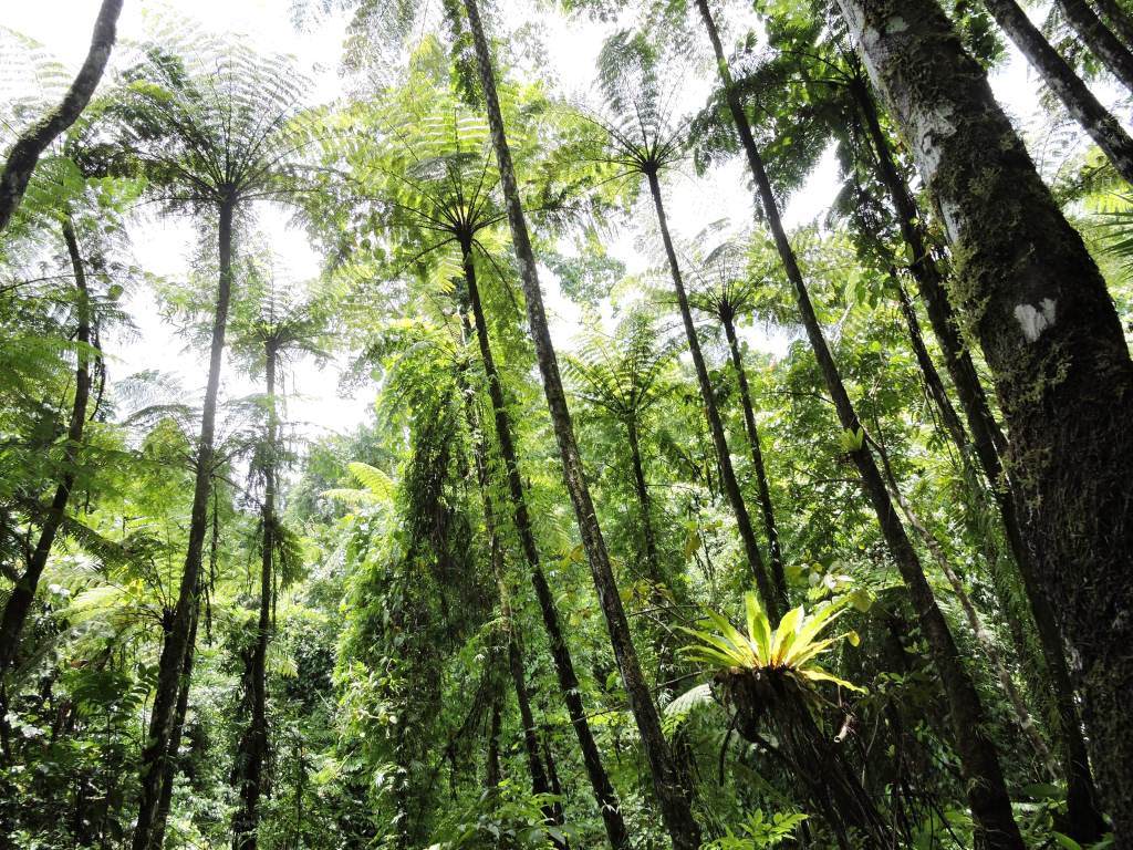 A picturesque tree fern forest of Great Nicobar Biosphere Reserve, Great Nicobar Island, India. Image by Prasun Goswami - Own work. CC BY-SA 4.0.