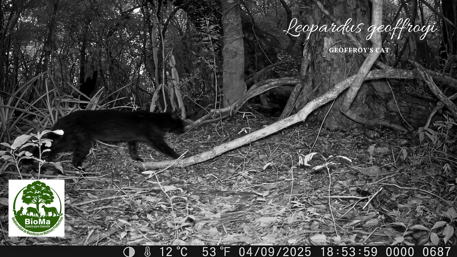 camera trap image Chaco