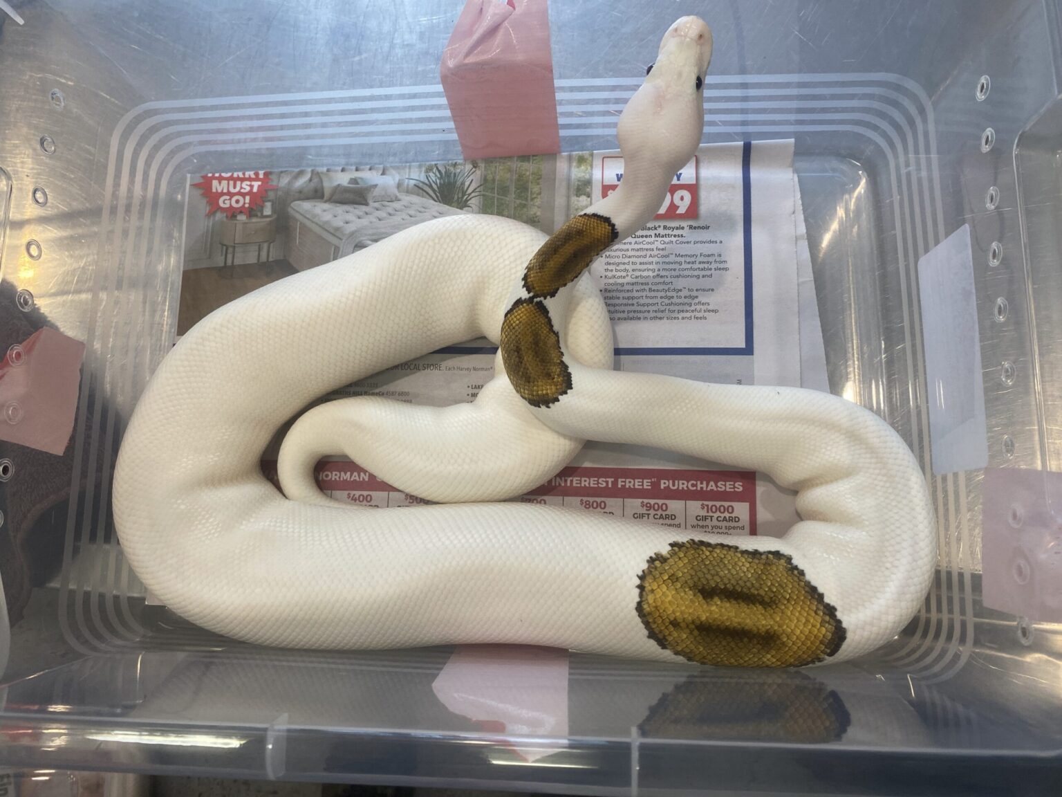 In its first major operation since being established on July 1, Australia’s National Environmental Protection Agency seized reptiles, including hognose snakes and ball pythons. Image courtesy of the National Environmental Protection Agency