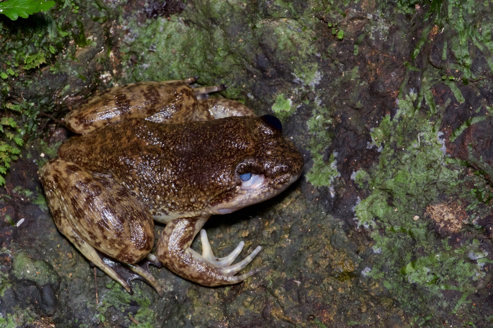 Atewa slippery frog (Conraua sagyimase)